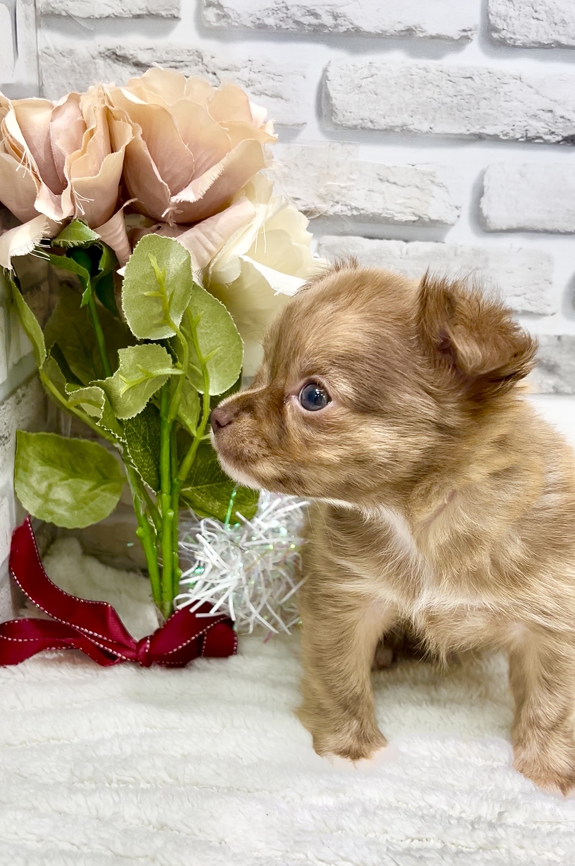 東京都のチワワ(ロング) (センチュリーペット瑞江店/2026年2月6日生まれ/男の子/チョコレートマール)の子犬の2枚目の画像