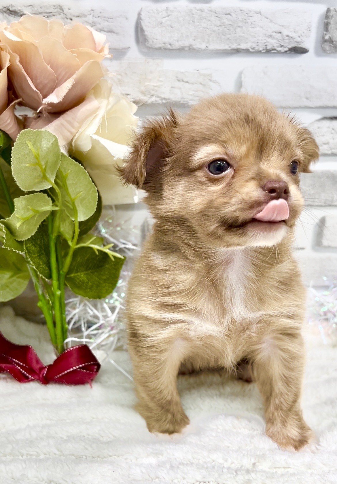 東京都のチワワ(ロング) (センチュリーペット瑞江店/2026年2月6日生まれ/男の子/チョコレートマール)の子犬の3枚目の画像