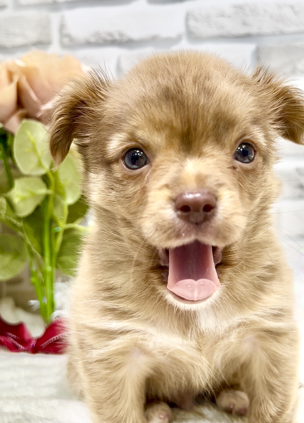 東京都のチワワ(ロング) (センチュリーペット瑞江店/2026年2月6日生まれ/男の子/チョコレートマール)の子犬の4枚目の画像