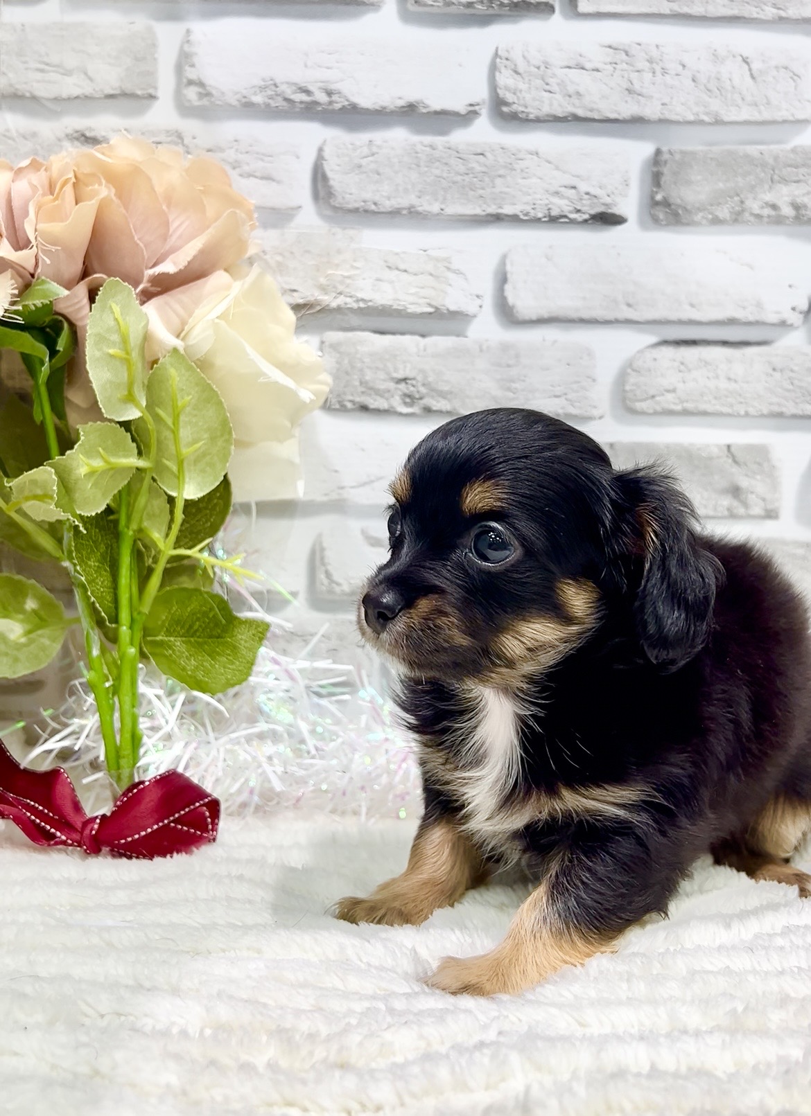 東京都のチワックス(チワワ×ダックス) (センチュリーペット瑞江店/2026年2月8日生まれ/男の子/その他色)の子犬の2枚目の画像