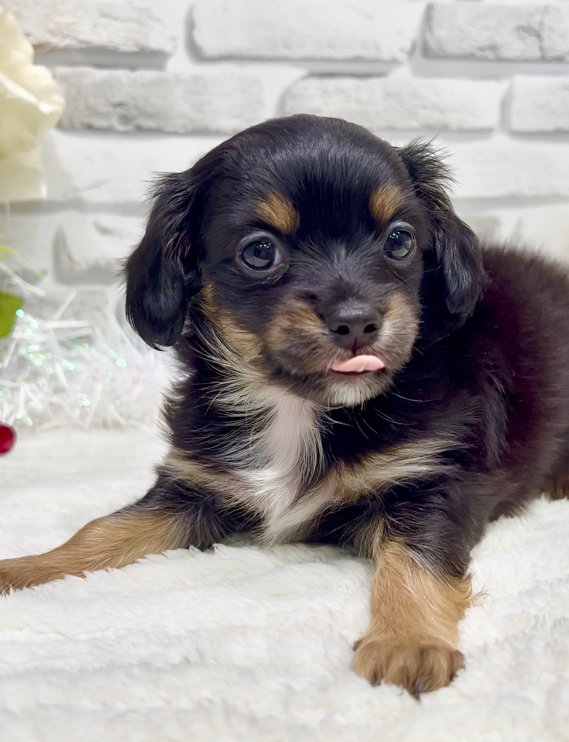 東京都のチワックス(チワワ×ダックス) (センチュリーペット瑞江店/2026年2月8日生まれ/男の子/その他色)の子犬の3枚目の画像