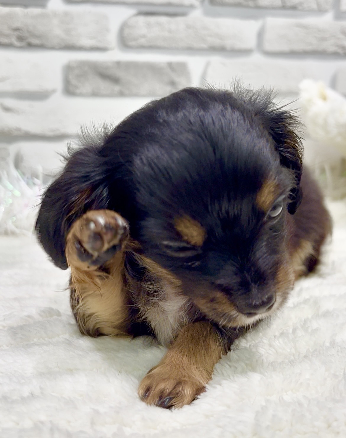 東京都のチワックス(チワワ×ダックス) (センチュリーペット瑞江店/2026年2月8日生まれ/男の子/その他色)の子犬の4枚目の画像