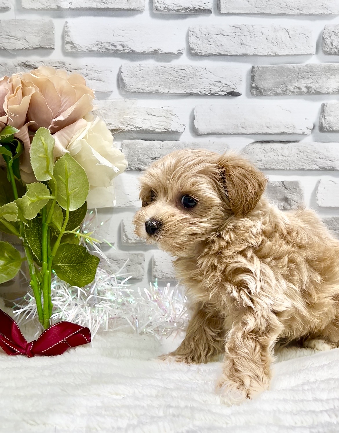 東京都のマルプー(マルチーズ×プードル) (センチュリーペット瑞江店/2026年2月7日生まれ/男の子/その他色)の子犬の2枚目の画像