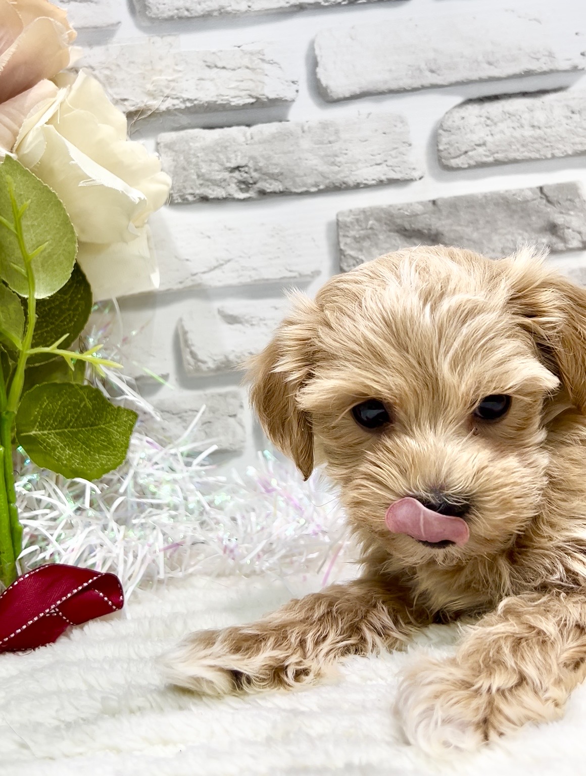 東京都のマルプー(マルチーズ×プードル) (センチュリーペット瑞江店/2026年2月7日生まれ/男の子/その他色)の子犬の3枚目の画像