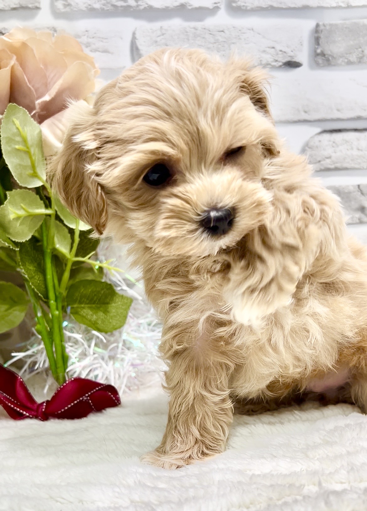 東京都のマルプー(マルチーズ×プードル) (センチュリーペット瑞江店/2026年2月7日生まれ/男の子/その他色)の子犬の4枚目の画像