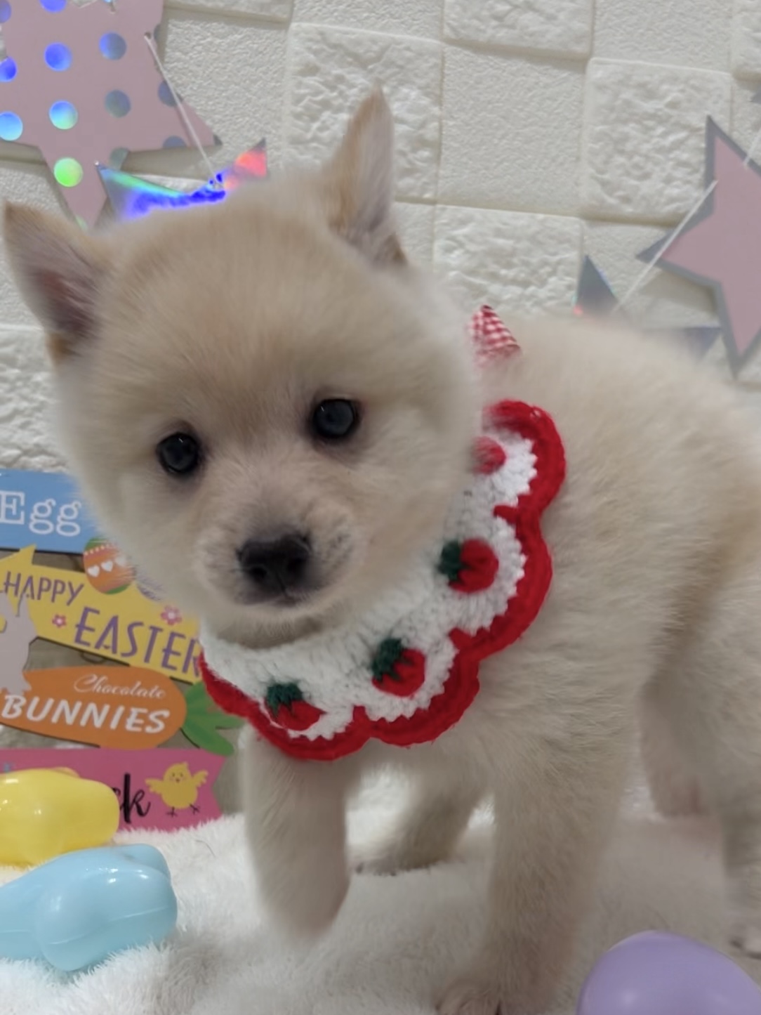 千葉県のポメ柴/豆ポメ/ポメ豆柴(ポメラニアン×柴犬) (センチュリーペット津田沼店/2026年2月7日生まれ/女の子/その他色)の子犬の1枚目の画像