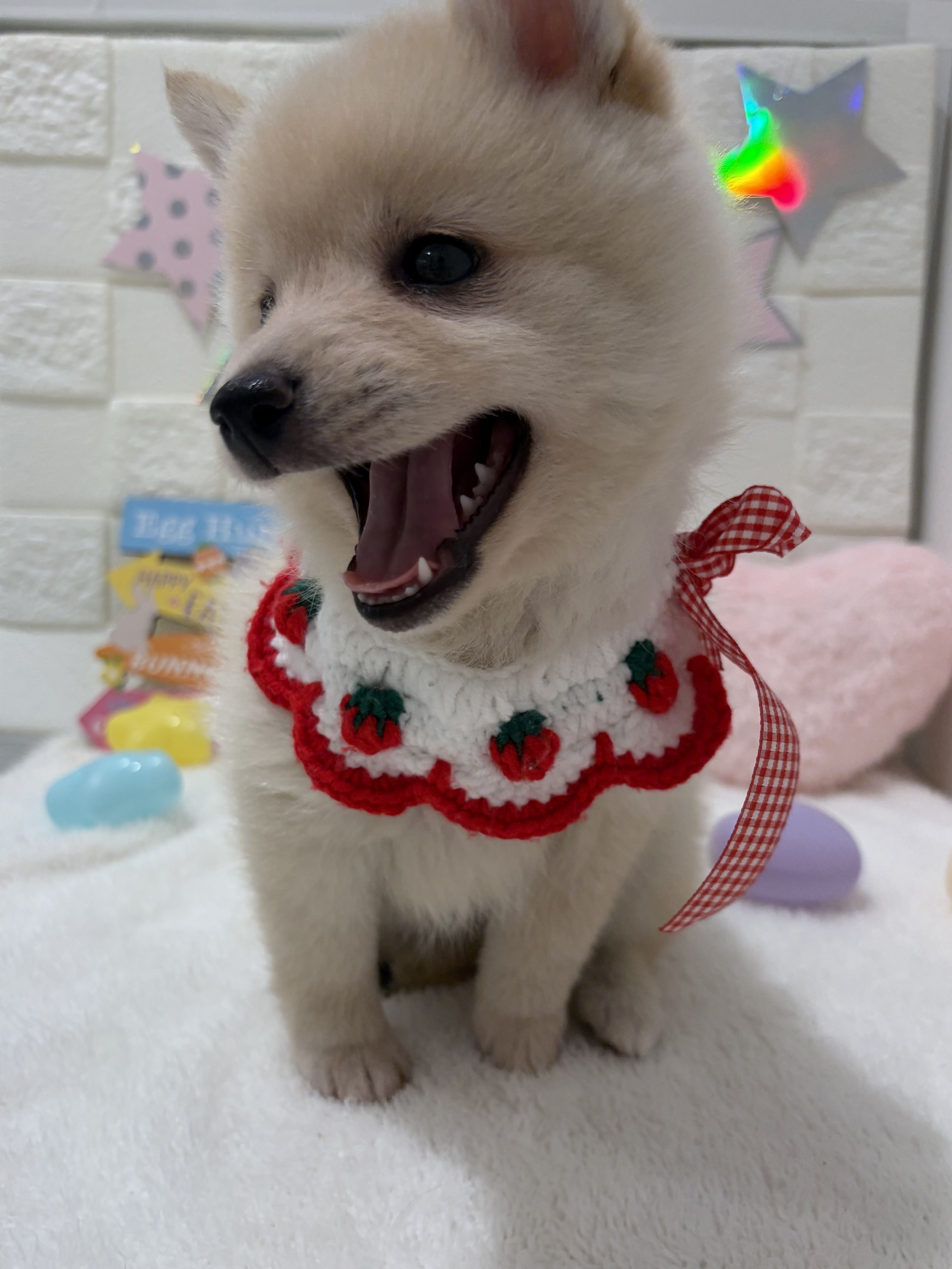 千葉県のポメ柴/豆ポメ/ポメ豆柴(ポメラニアン×柴犬) (センチュリーペット津田沼店/2026年2月7日生まれ/女の子/その他色)の子犬の2枚目の画像