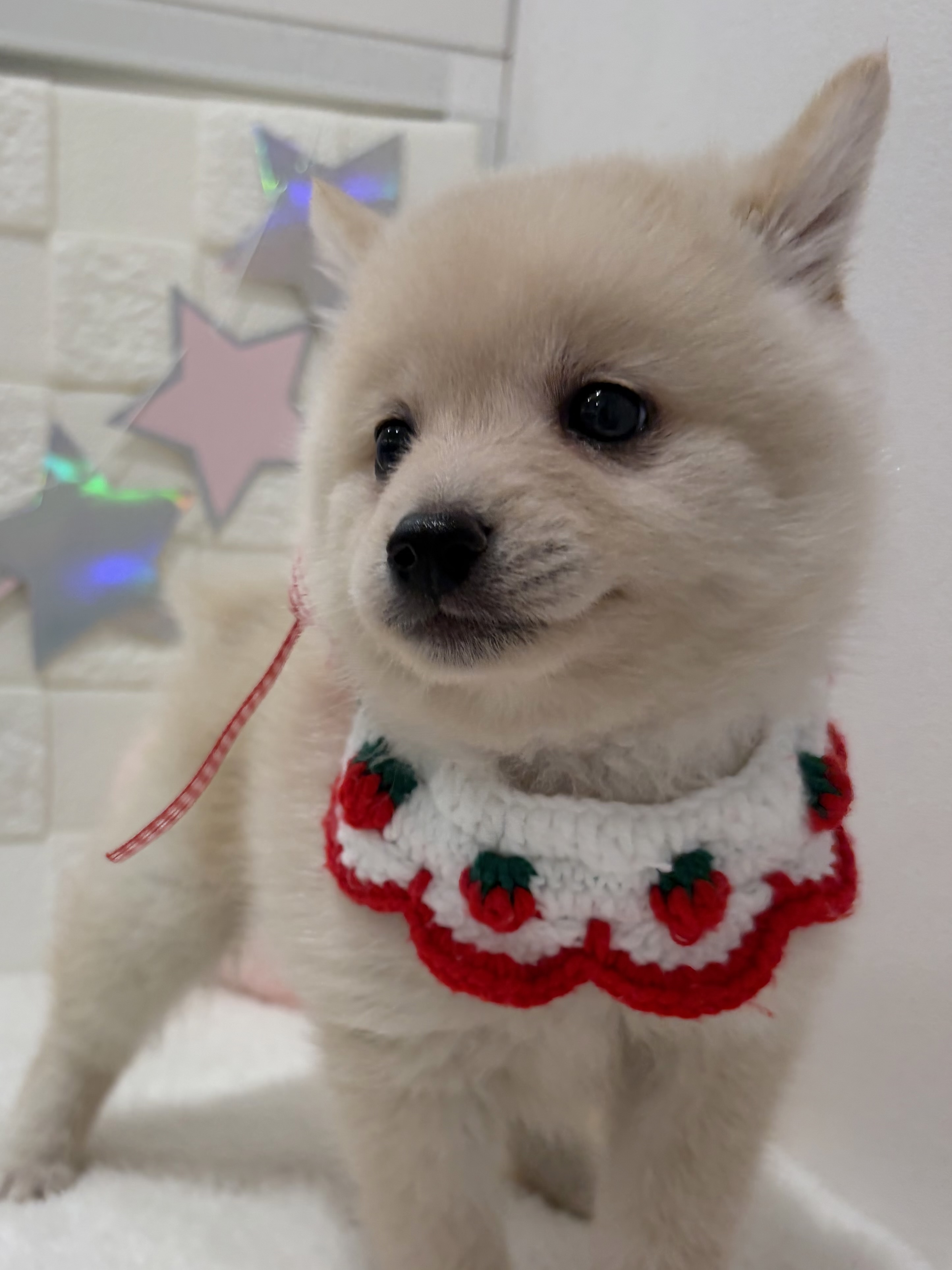 千葉県のポメ柴/豆ポメ/ポメ豆柴(ポメラニアン×柴犬) (センチュリーペット津田沼店/2026年2月7日生まれ/女の子/その他色)の子犬の3枚目の画像