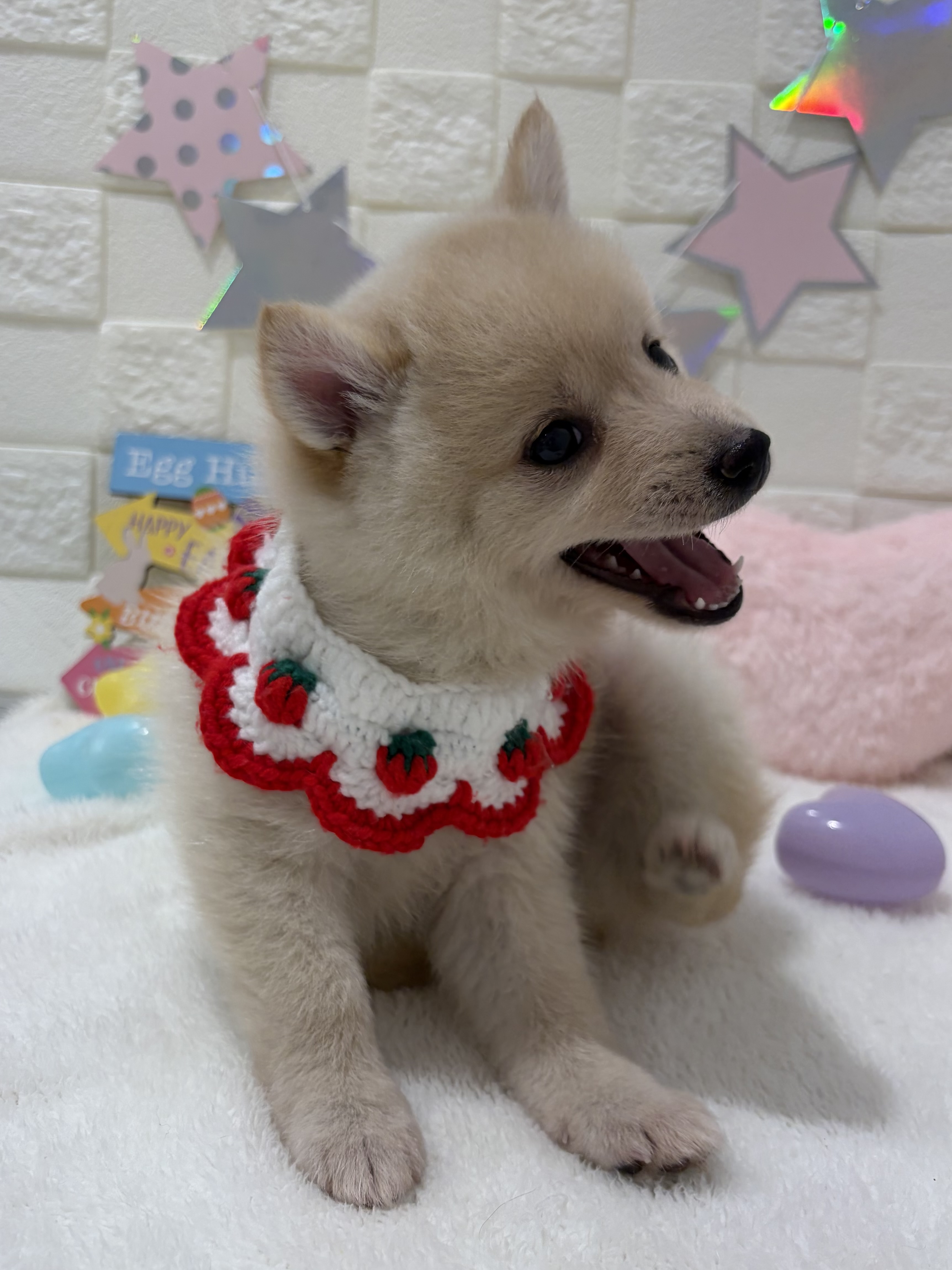 千葉県のポメ柴/豆ポメ/ポメ豆柴(ポメラニアン×柴犬) (センチュリーペット津田沼店/2026年2月7日生まれ/女の子/その他色)の子犬の4枚目の画像