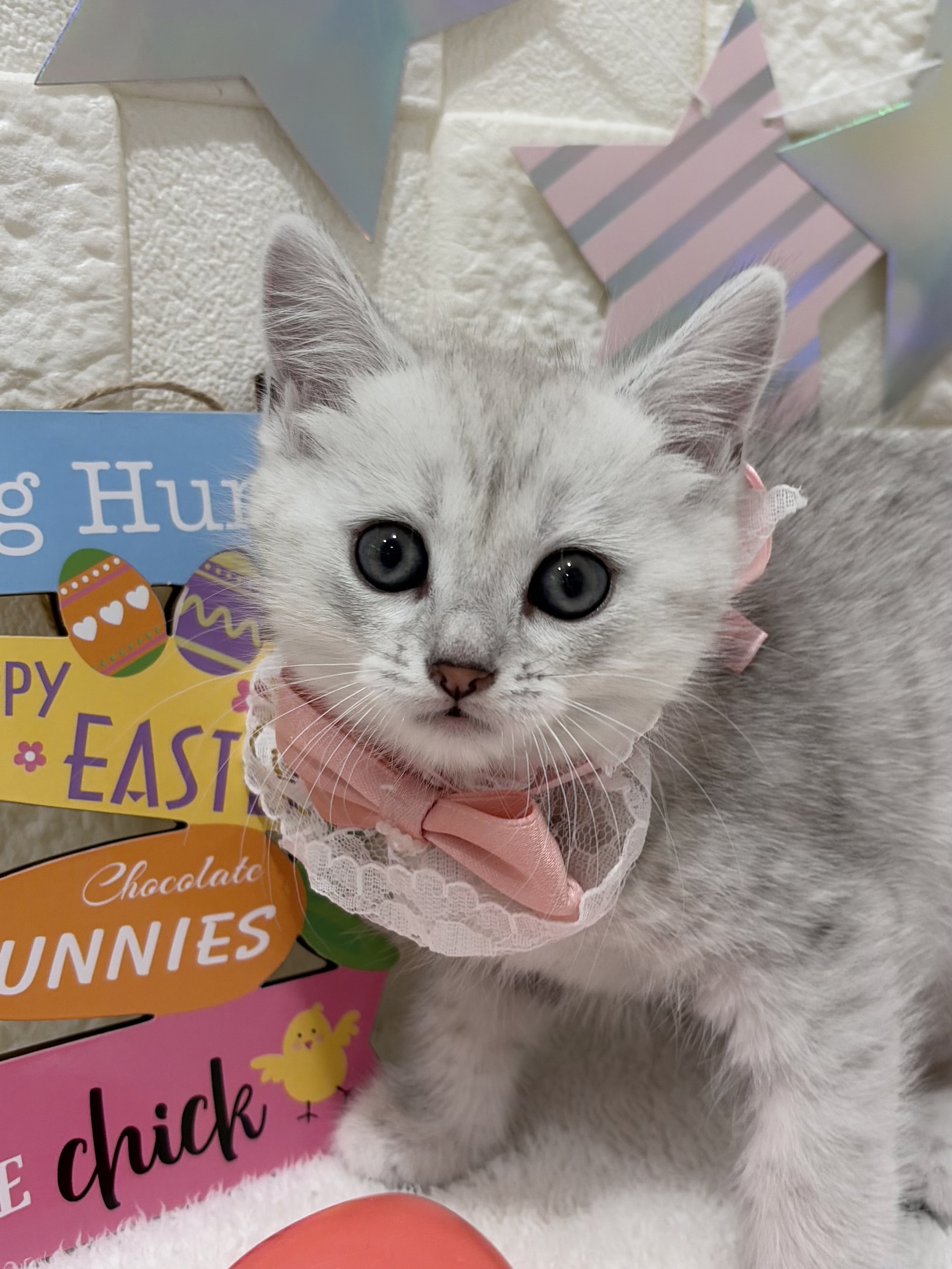 千葉県のミヌエット (センチュリーペット津田沼店/2026年2月7日生まれ/女の子/シルバータビー)の子猫の1枚目の画像