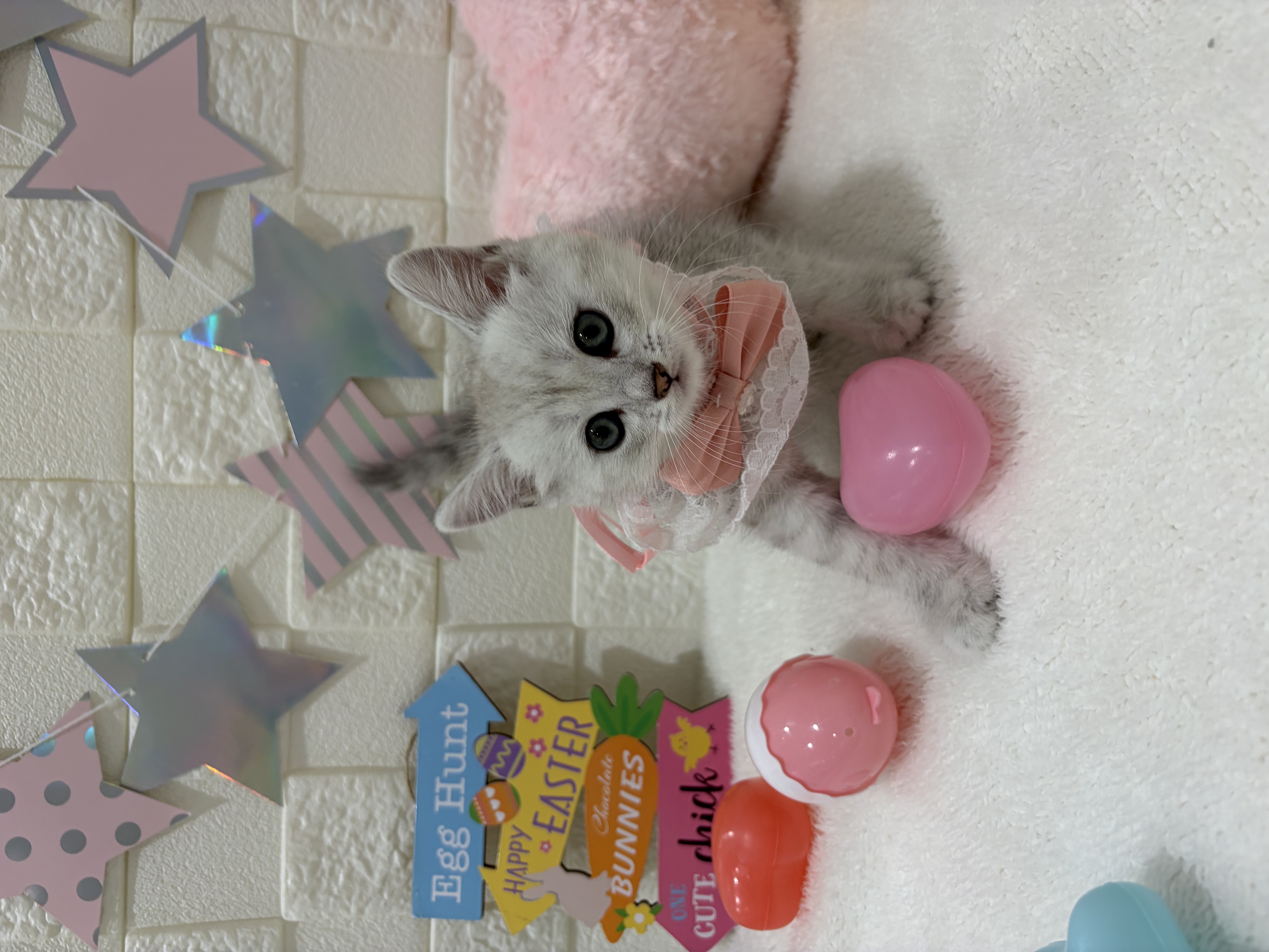 千葉県のミヌエット (センチュリーペット津田沼店/2026年2月7日生まれ/女の子/シルバータビー)の子猫の2枚目の画像