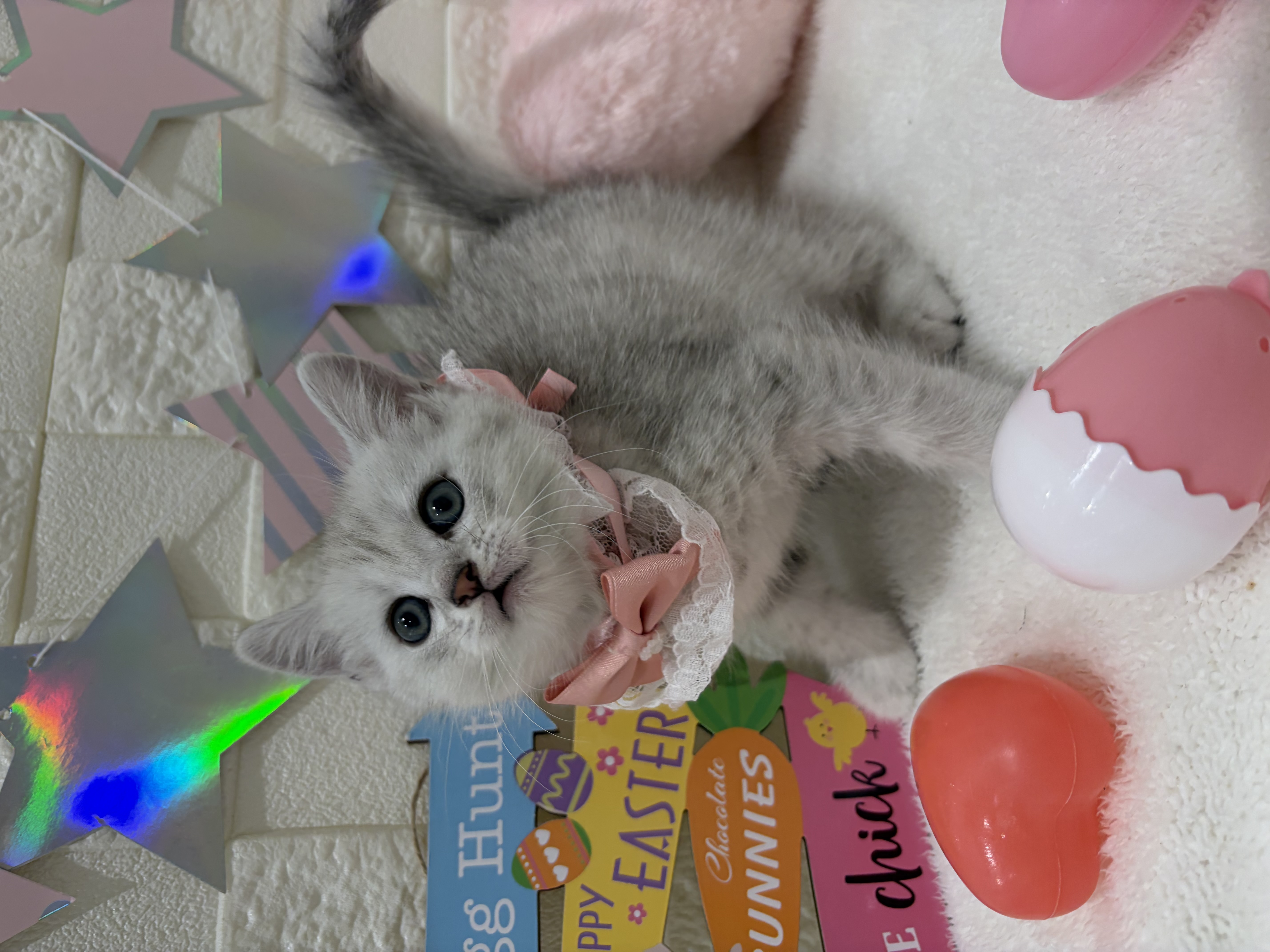 千葉県のミヌエット (センチュリーペット津田沼店/2026年2月7日生まれ/女の子/シルバータビー)の子猫の3枚目の画像