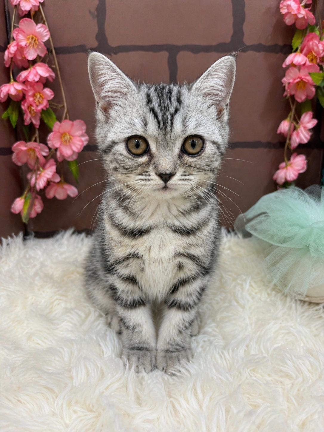 大阪府のアメリカンショートヘアー (センチュリーペットそよら古川橋駅前店/2026年1月31日生まれ/女の子/シルバーパッチドタビー)の子猫