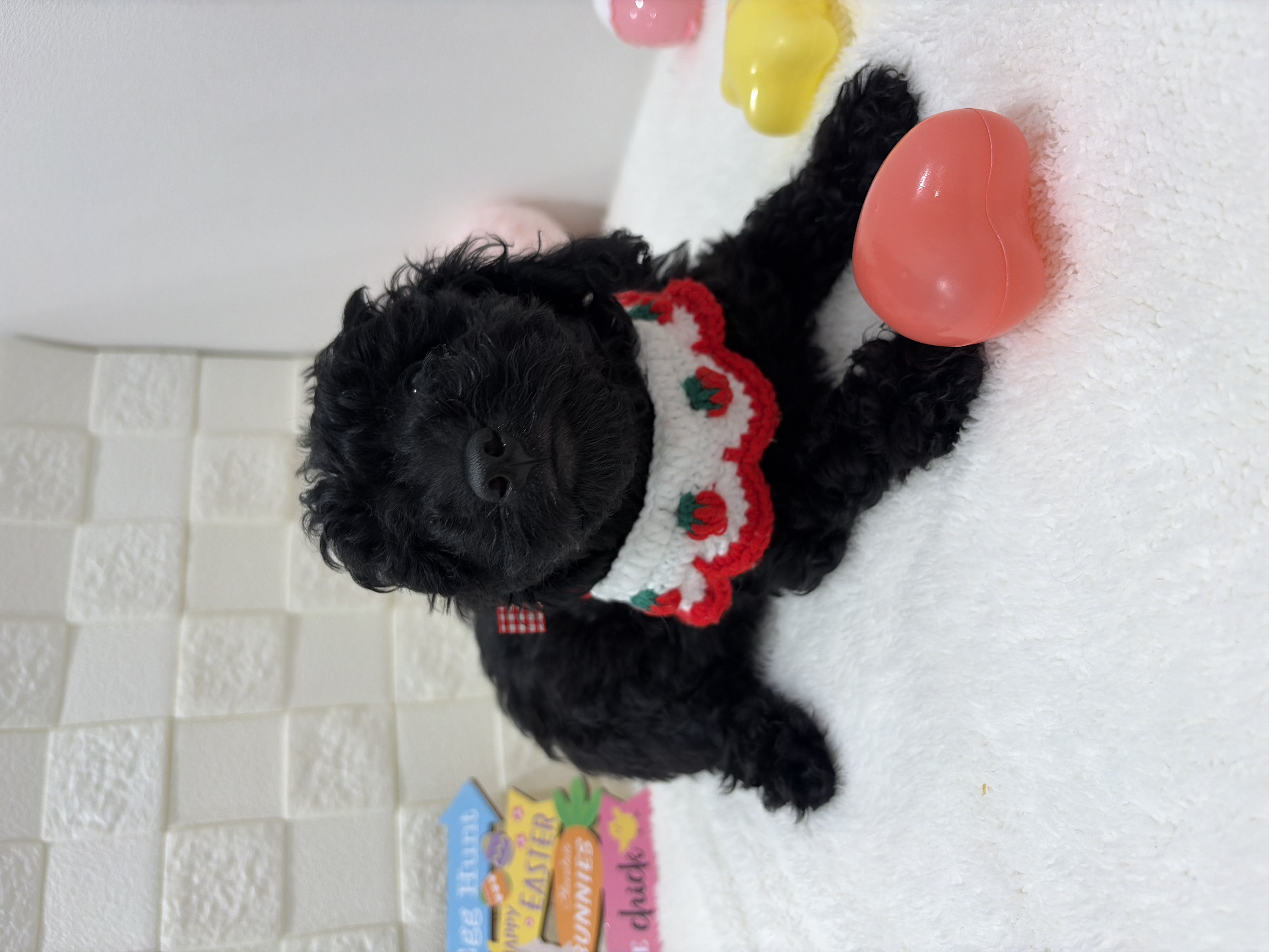 千葉県のトイプードル(トイ) (センチュリーペット津田沼店/2026年1月13日生まれ/女の子/ブラック)の子犬の2枚目の画像