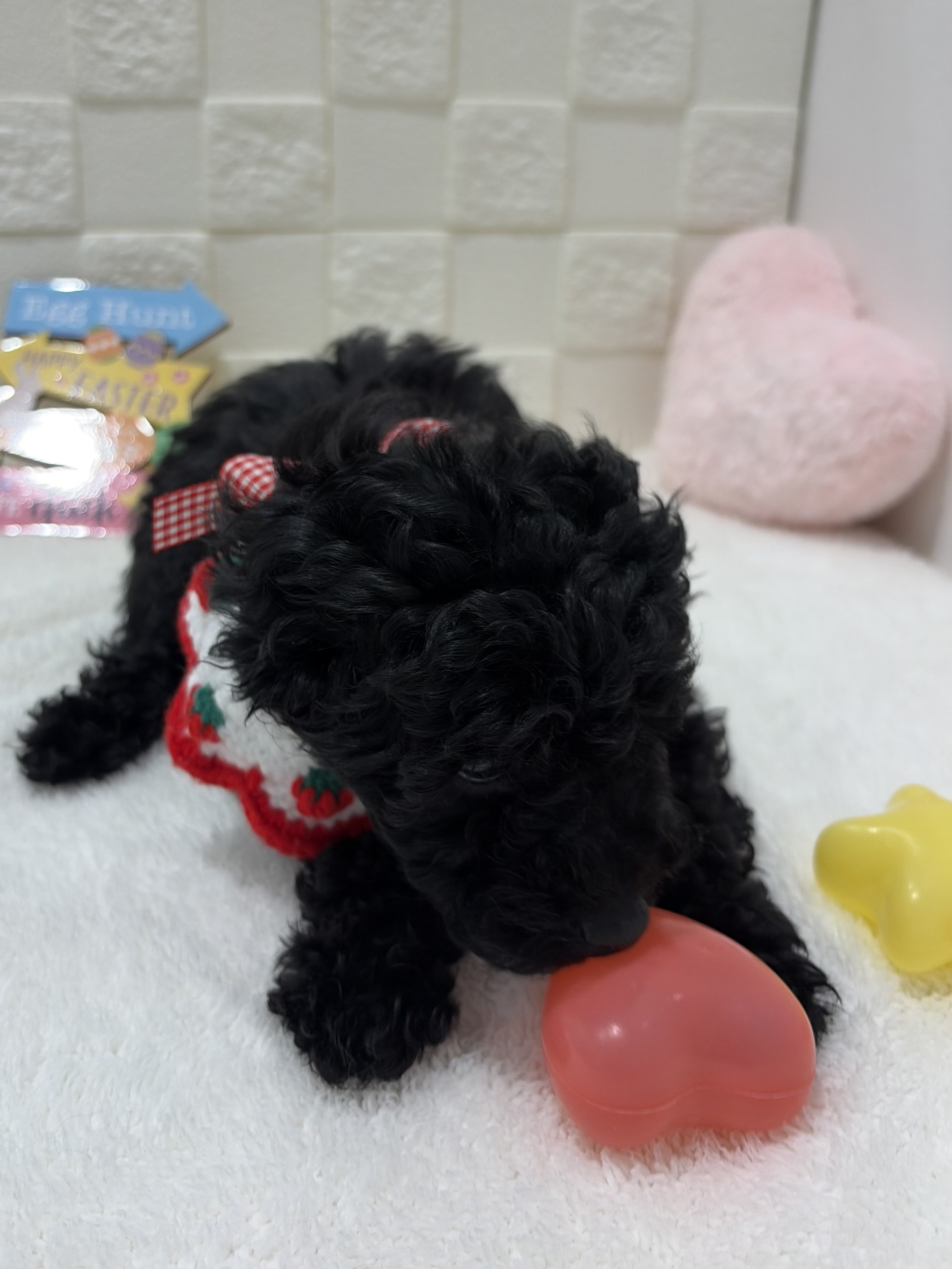 千葉県のトイプードル(トイ) (センチュリーペット津田沼店/2026年1月13日生まれ/女の子/ブラック)の子犬の3枚目の画像