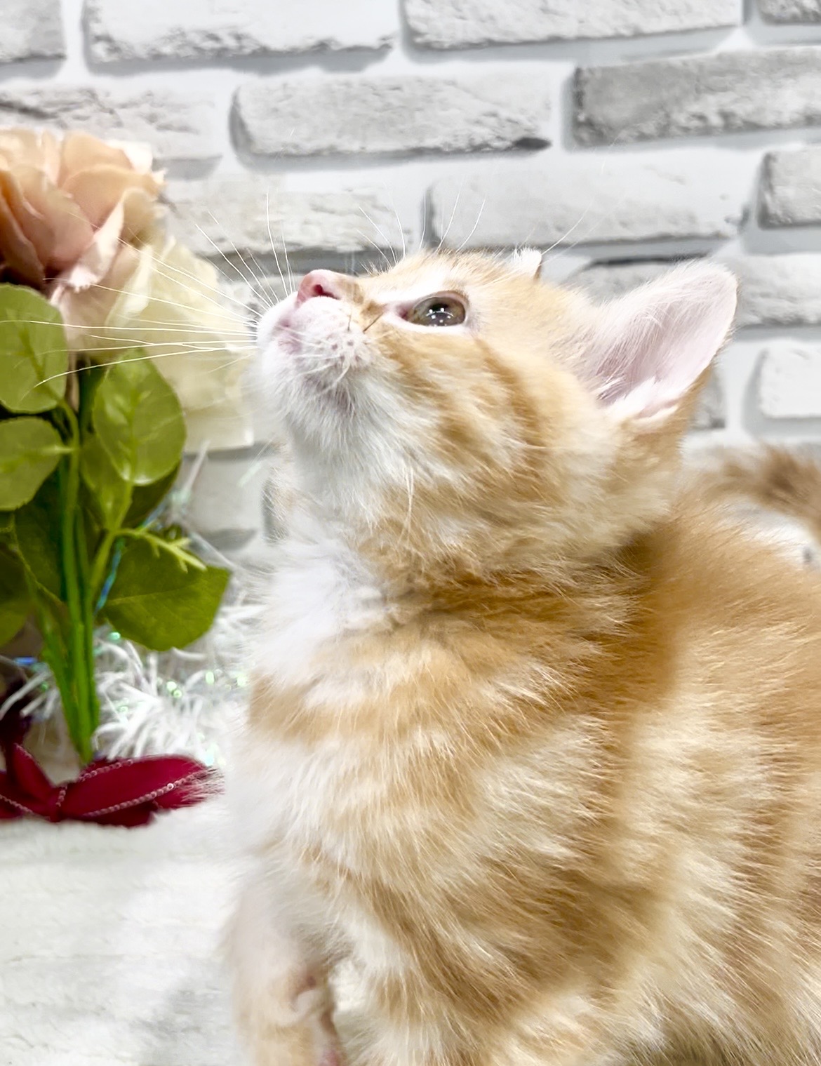 東京都のアメリカンショートヘアー (センチュリーペット瑞江店/2026年1月31日生まれ/男の子/レッドタビー)の子猫の2枚目の画像