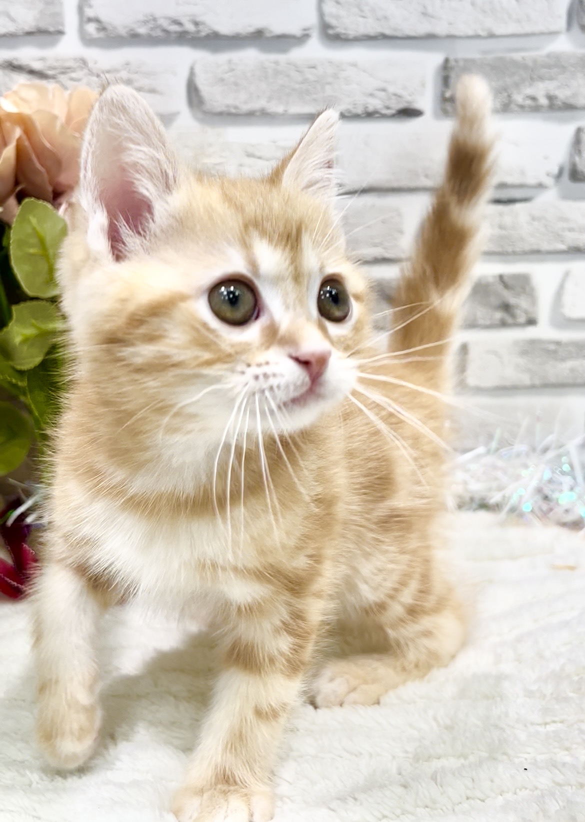 東京都のアメリカンショートヘアー (センチュリーペット瑞江店/2026年1月31日生まれ/男の子/レッドタビー)の子猫の3枚目の画像