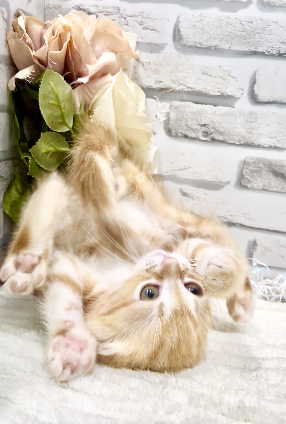 東京都のアメリカンショートヘアー (センチュリーペット瑞江店/2026年1月31日生まれ/男の子/レッドタビー)の子猫の4枚目の画像