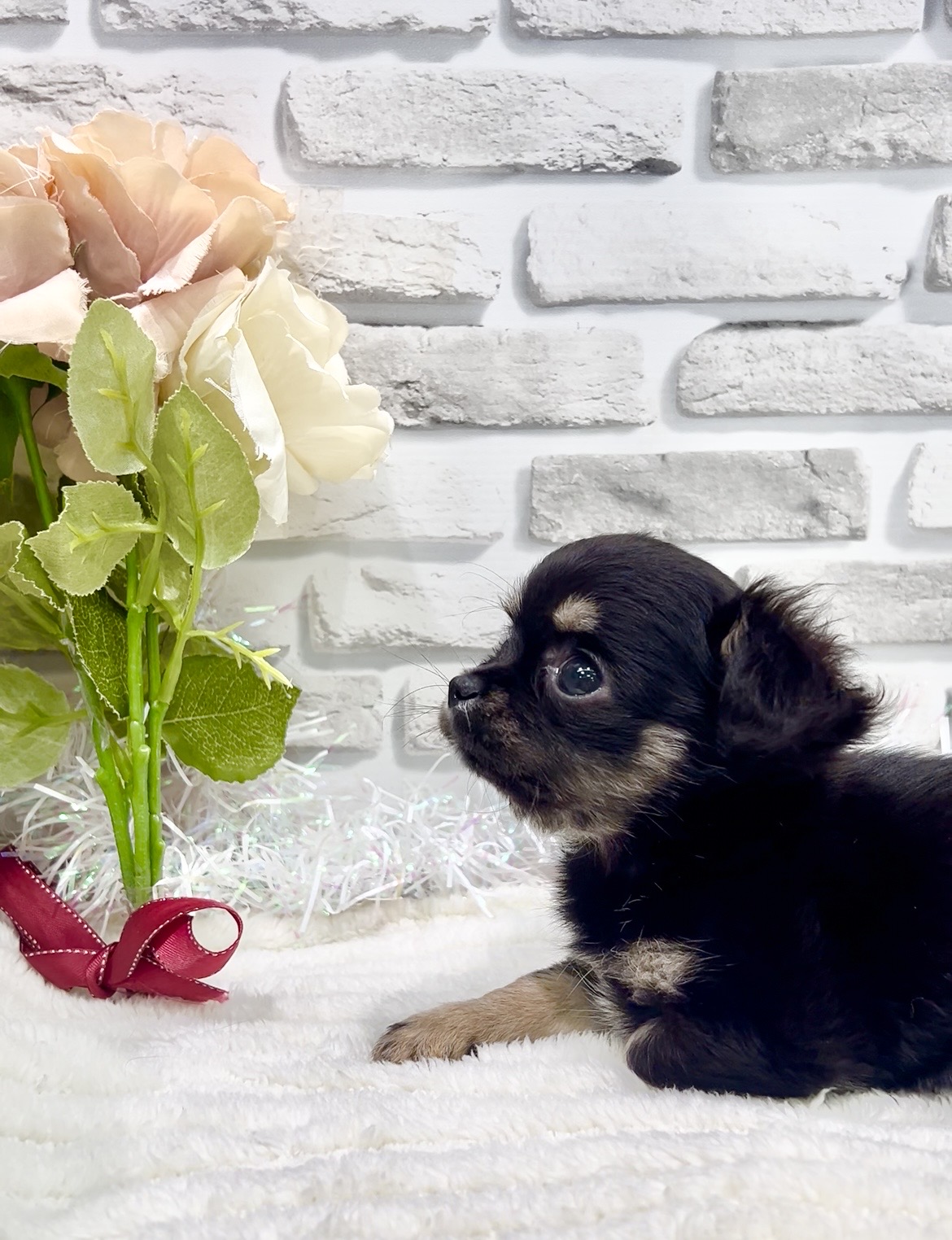 東京都のチワワ(ロング) (センチュリーペット瑞江店/2026年2月2日生まれ/女の子/ブラックタンホワイト)の子犬の2枚目の画像