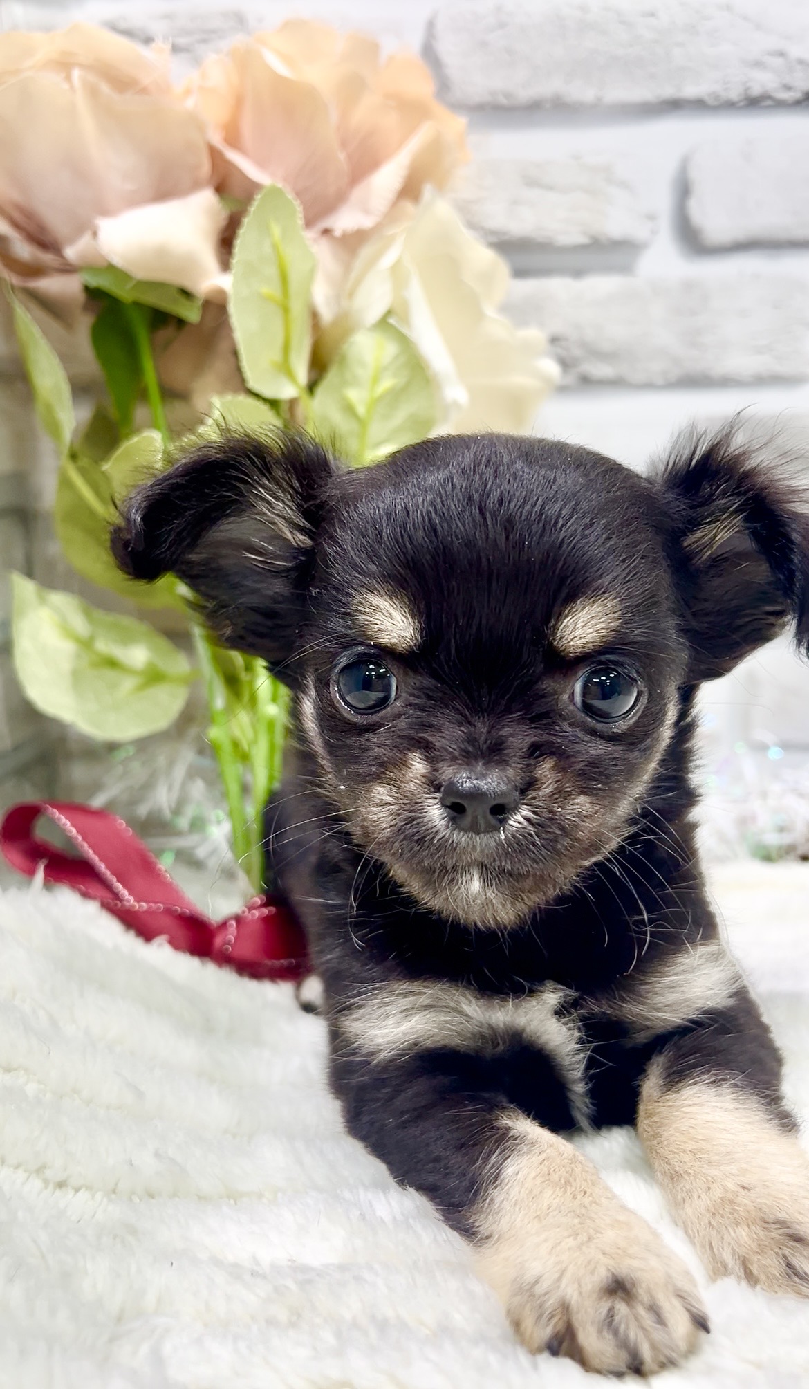 東京都のチワワ(ロング) (センチュリーペット瑞江店/2026年2月2日生まれ/女の子/ブラックタンホワイト)の子犬の3枚目の画像