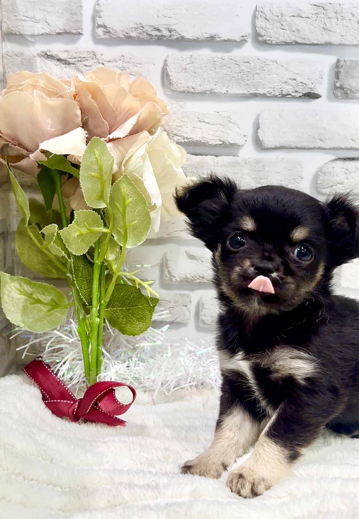 東京都のチワワ(ロング) (センチュリーペット瑞江店/2026年2月2日生まれ/女の子/ブラックタンホワイト)の子犬の4枚目の画像
