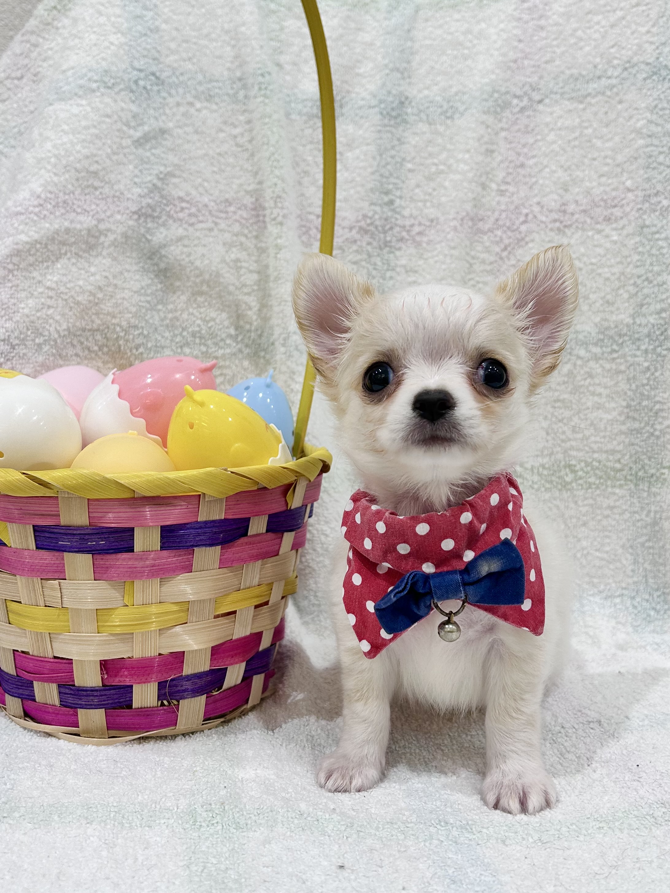 埼玉県のチワワ(ロング) (センチュリーペット武蔵狭山店/2026年2月1日生まれ/男の子/クリーム)の子犬の2枚目の画像