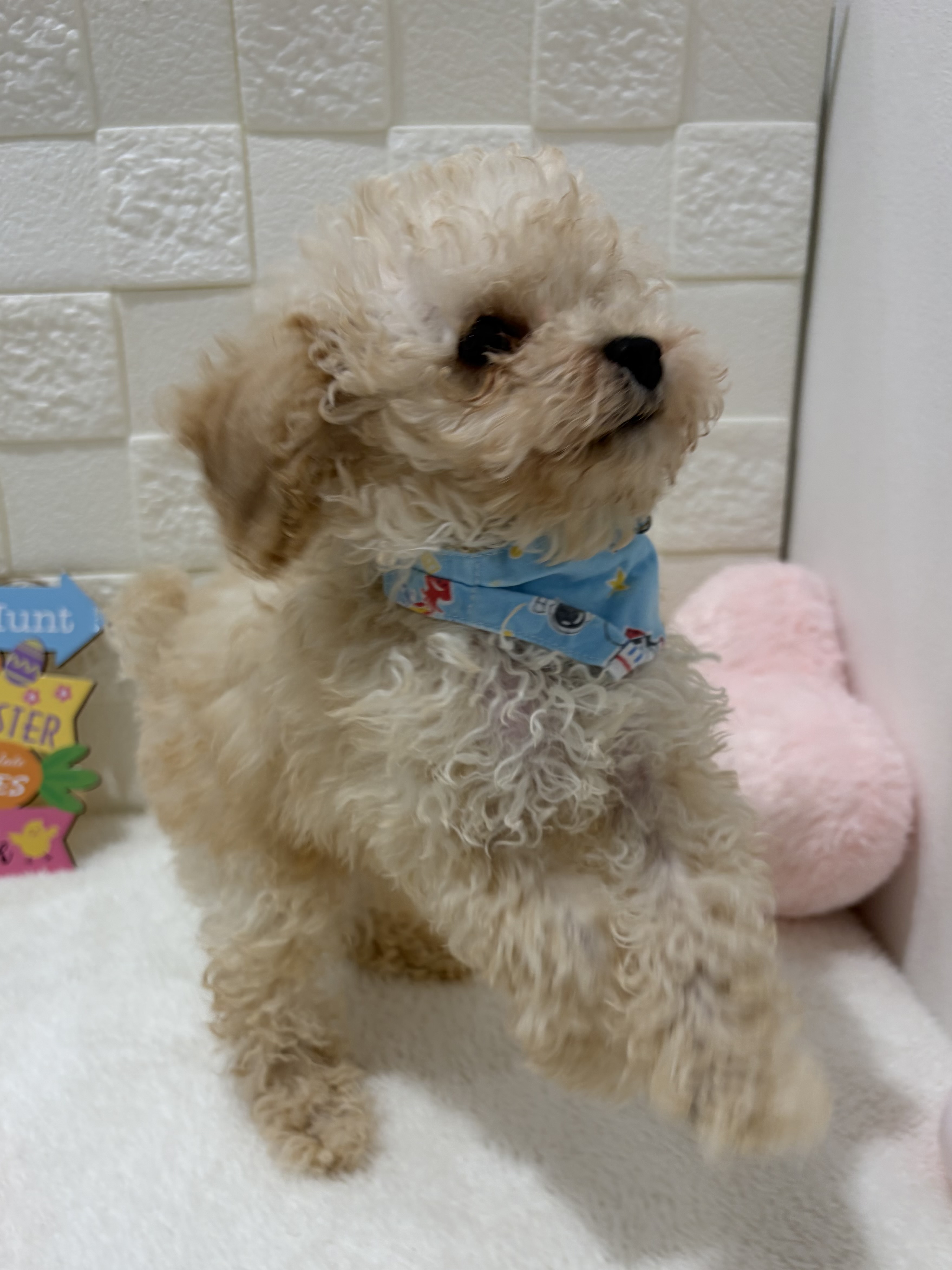 千葉県のトイプードル(トイ) (センチュリーペット津田沼店/2026年1月13日生まれ/男の子/クリーム)の子犬の2枚目の画像