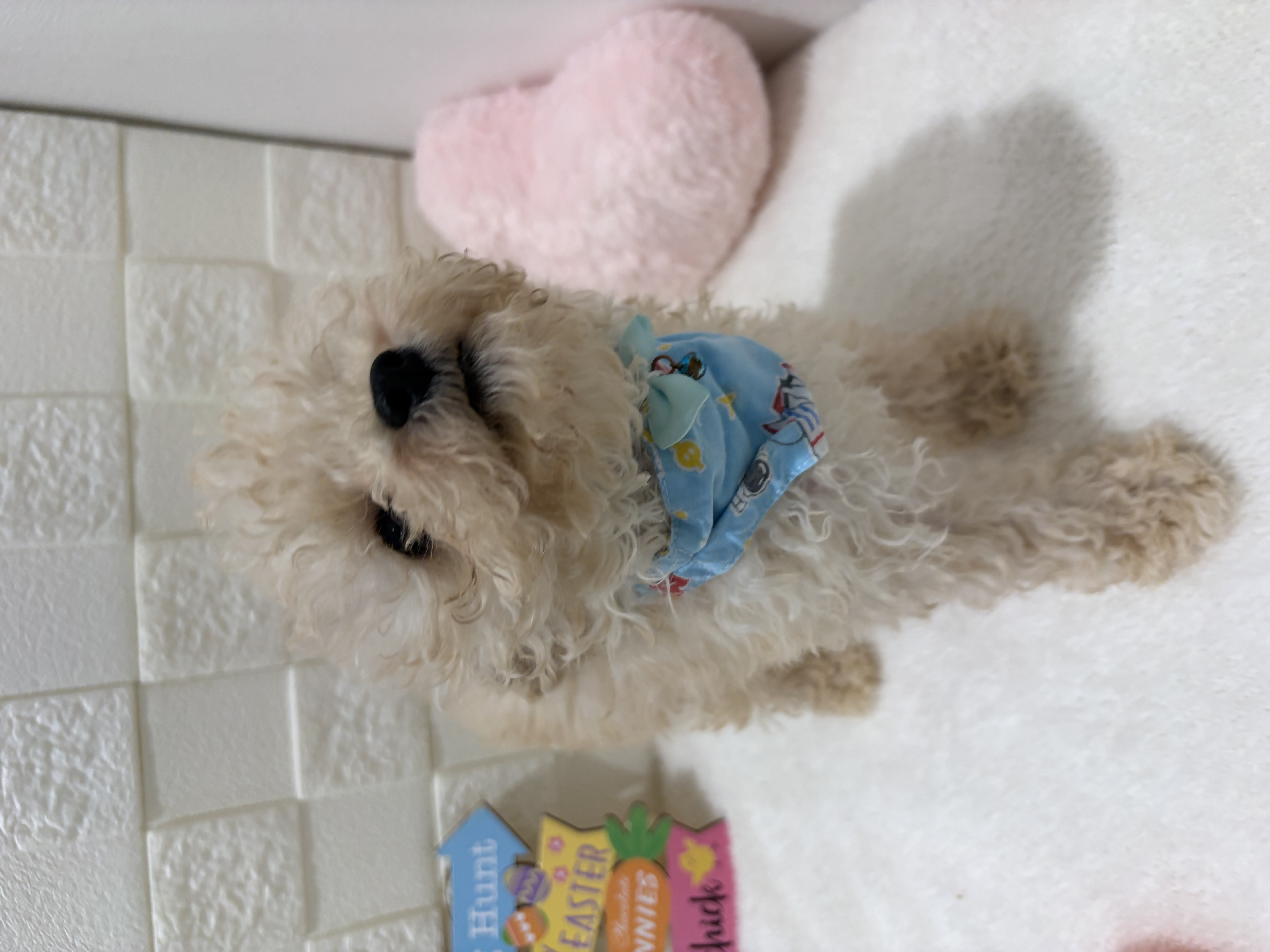 千葉県のトイプードル(トイ) (センチュリーペット津田沼店/2026年1月13日生まれ/男の子/クリーム)の子犬の3枚目の画像