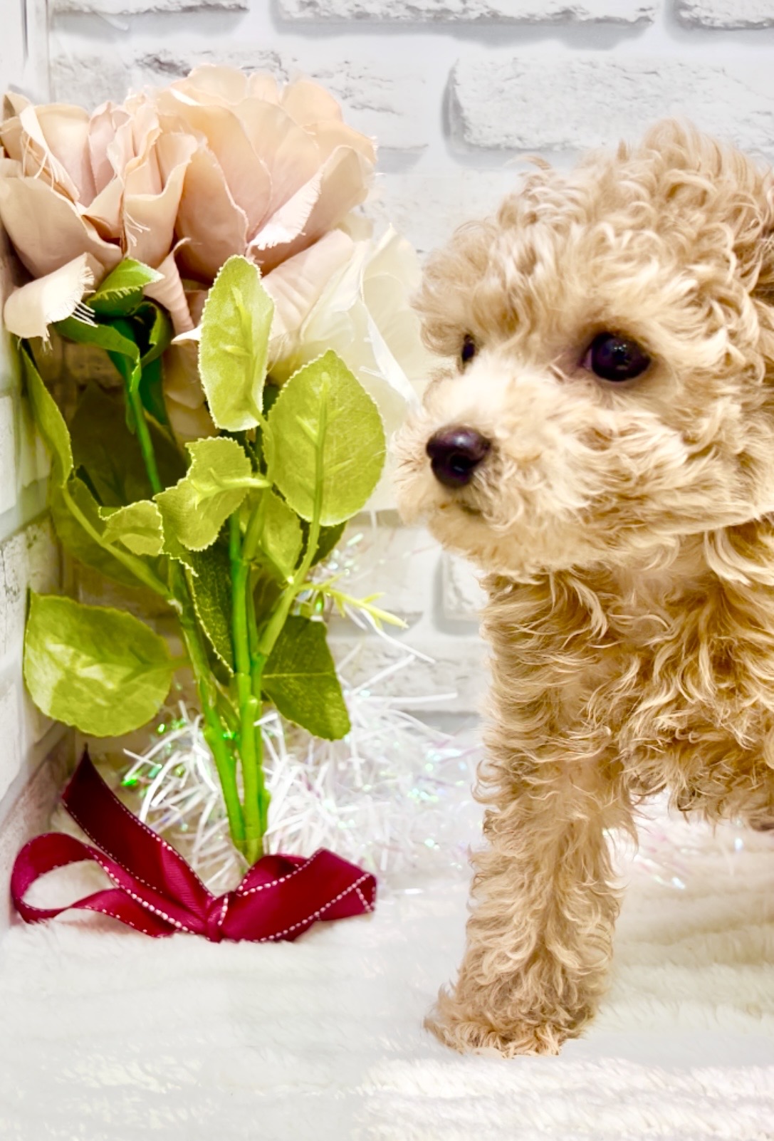 東京都のトイプードル(トイ) (センチュリーペット瑞江店/2026年1月27日生まれ/男の子/アプリコット)の子犬の2枚目の画像