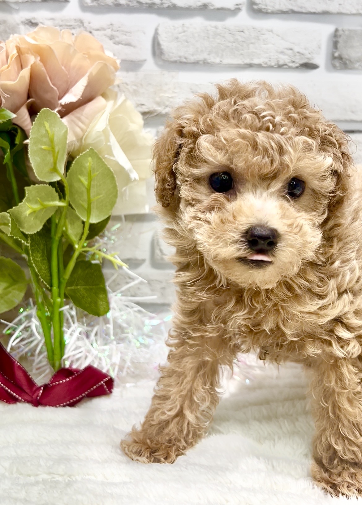 東京都のトイプードル(トイ) (センチュリーペット瑞江店/2026年1月27日生まれ/男の子/アプリコット)の子犬の3枚目の画像