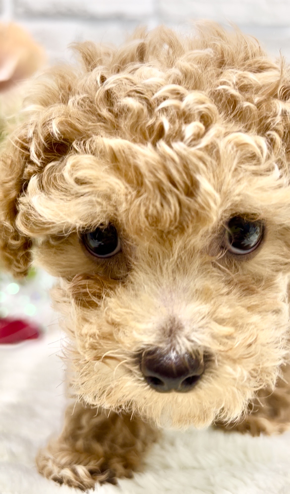 東京都のトイプードル(トイ) (センチュリーペット瑞江店/2026年1月27日生まれ/男の子/アプリコット)の子犬の4枚目の画像