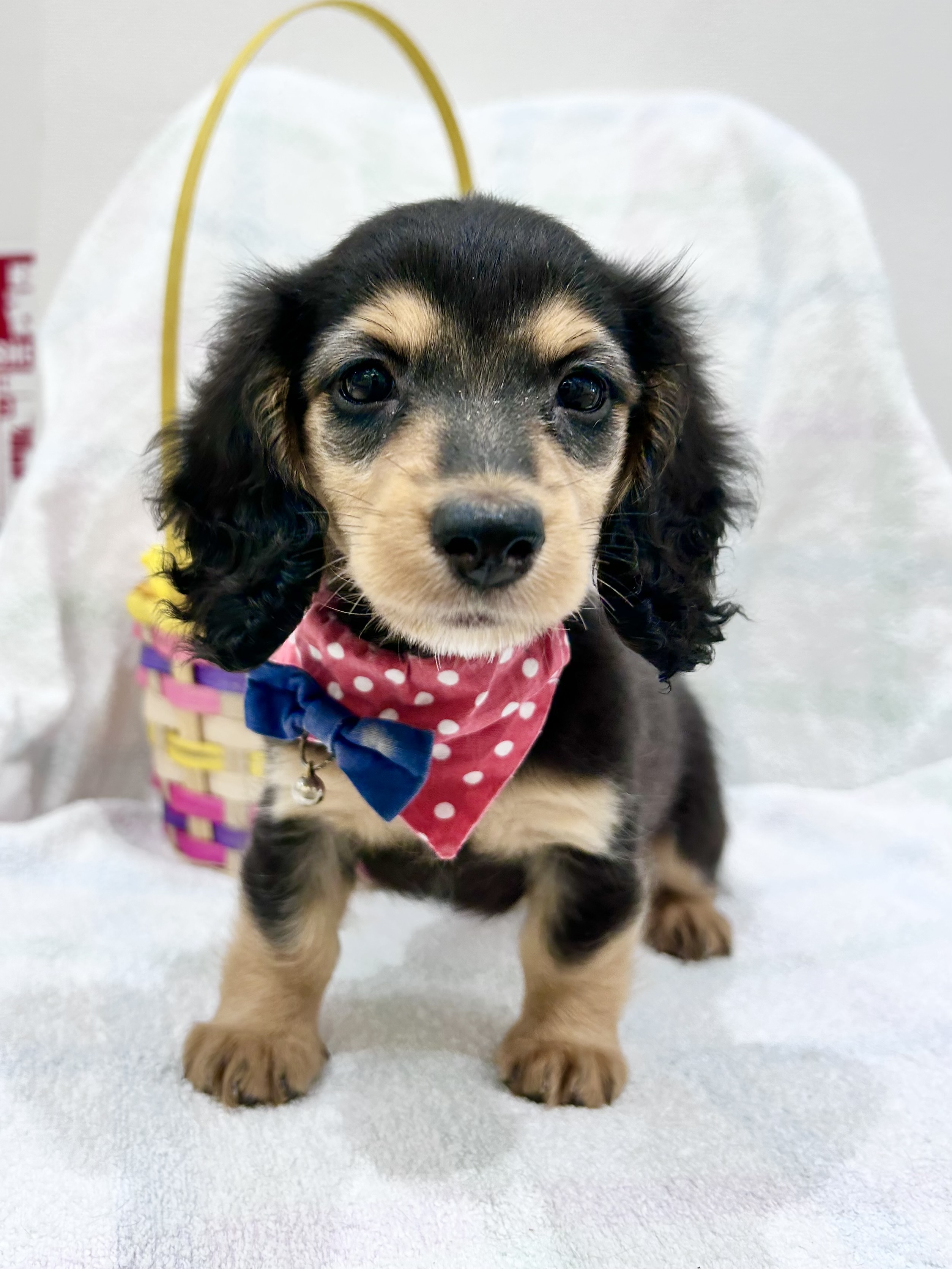 埼玉県のミニチュアダックスフンド(ロング) (センチュリーペット武蔵狭山店/2026年1月25日生まれ/女の子/ブラックタン)の子犬の2枚目の画像