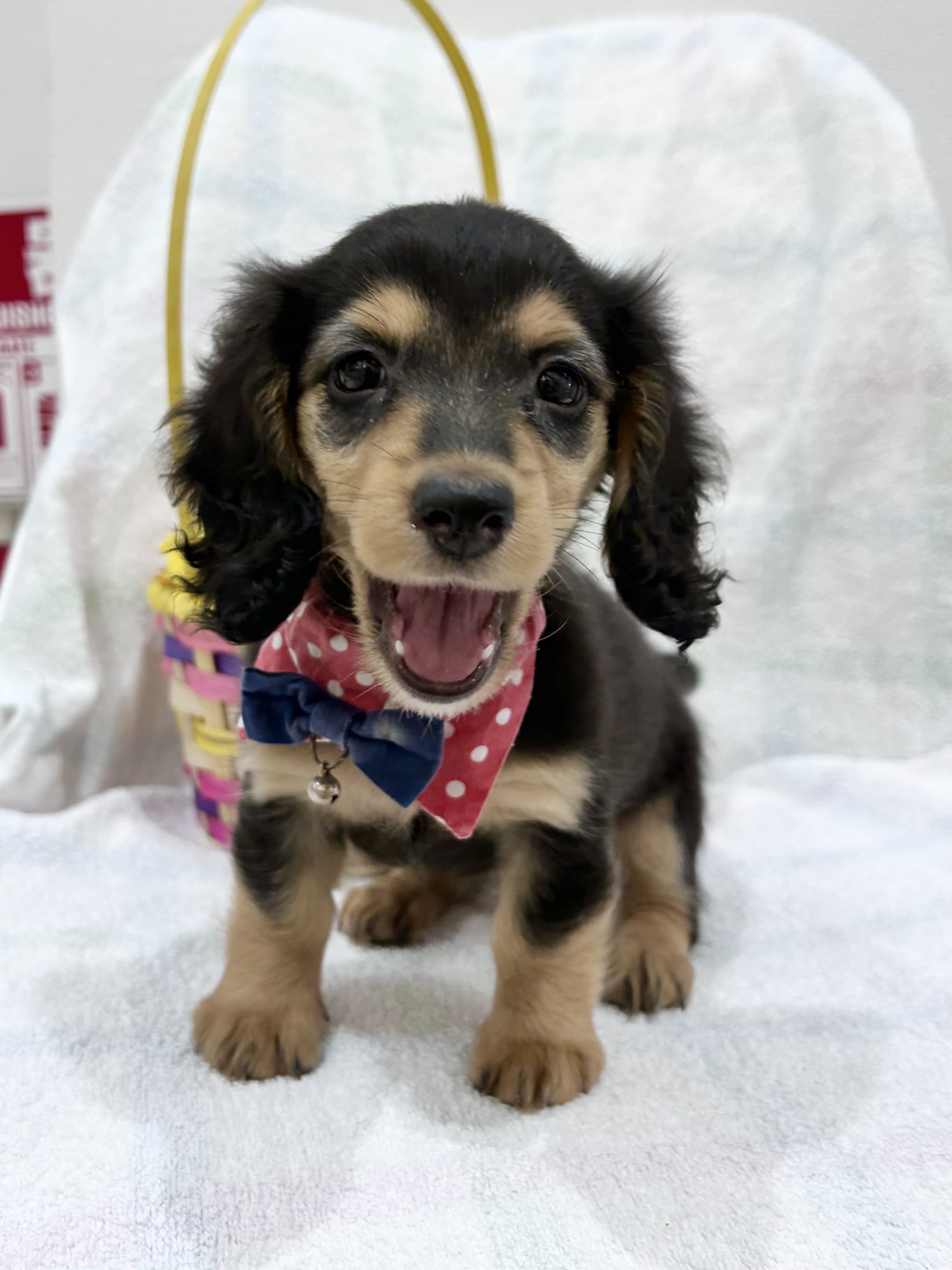 埼玉県のミニチュアダックスフンド(ロング) (センチュリーペット武蔵狭山店/2026年1月25日生まれ/女の子/ブラックタン)の子犬の3枚目の画像