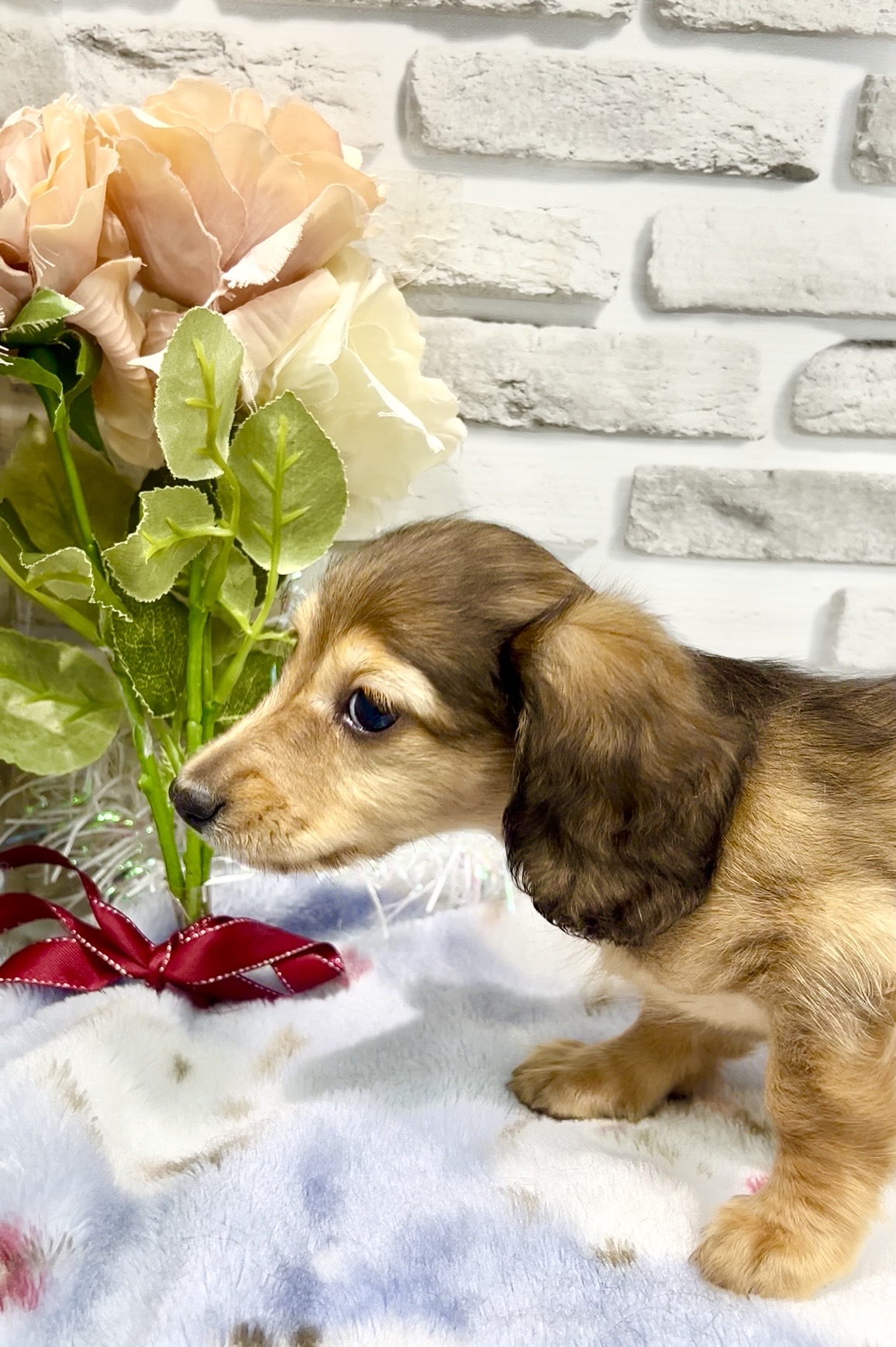 東京都のミニチュアダックスフンド(ロング) (センチュリーペット瑞江店/2026年2月1日生まれ/女の子/レッド)の子犬の2枚目の画像