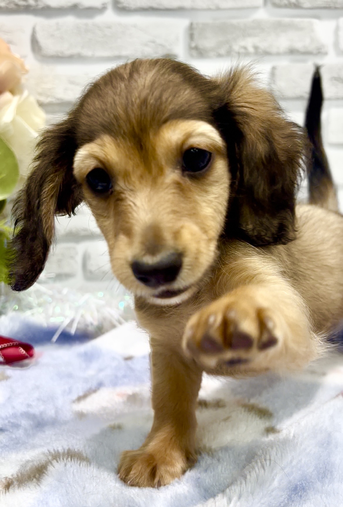 東京都のミニチュアダックスフンド(ロング) (センチュリーペット瑞江店/2026年2月1日生まれ/女の子/レッド)の子犬の3枚目の画像