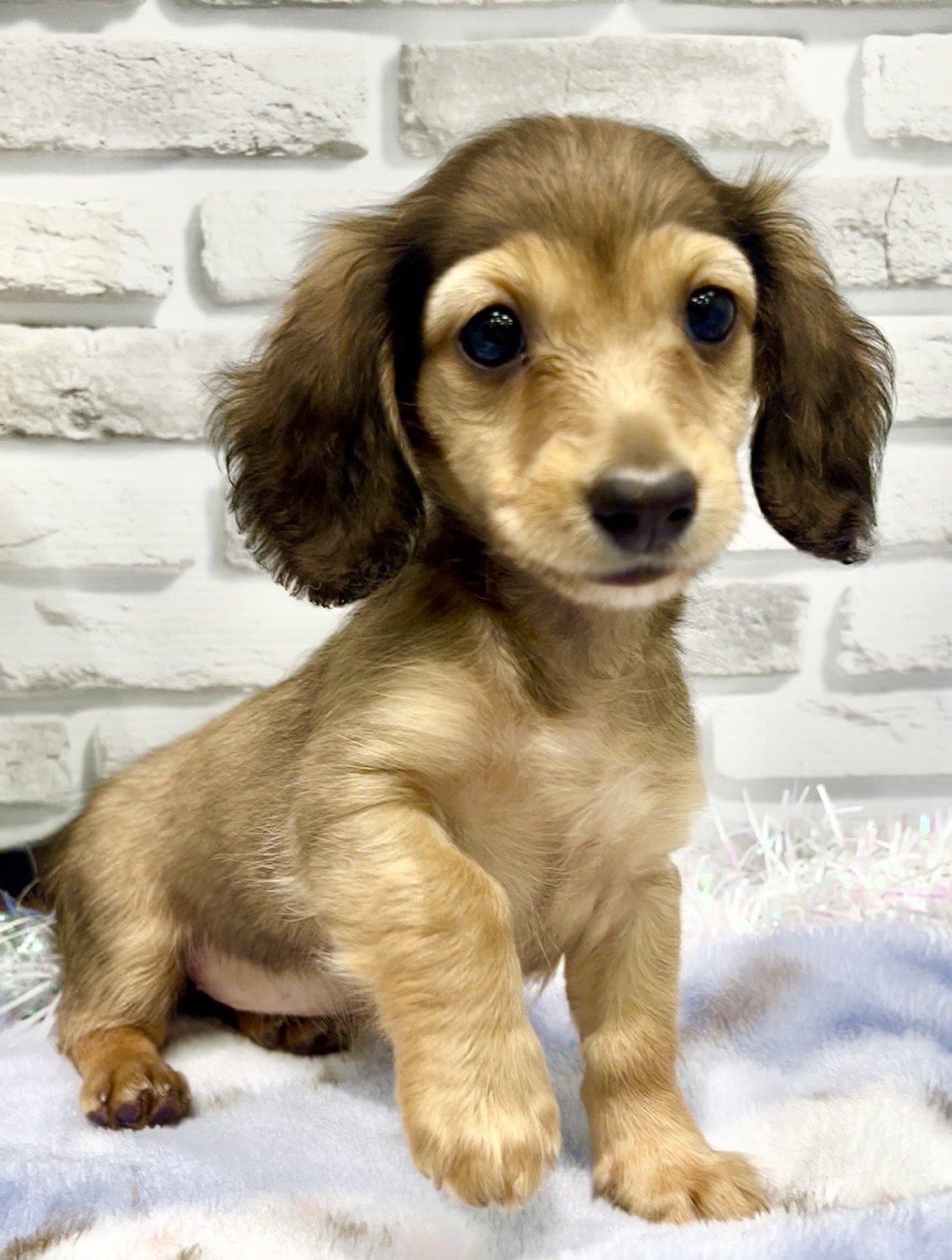 東京都のミニチュアダックスフンド(ロング) (センチュリーペット瑞江店/2026年2月1日生まれ/女の子/レッド)の子犬の4枚目の画像