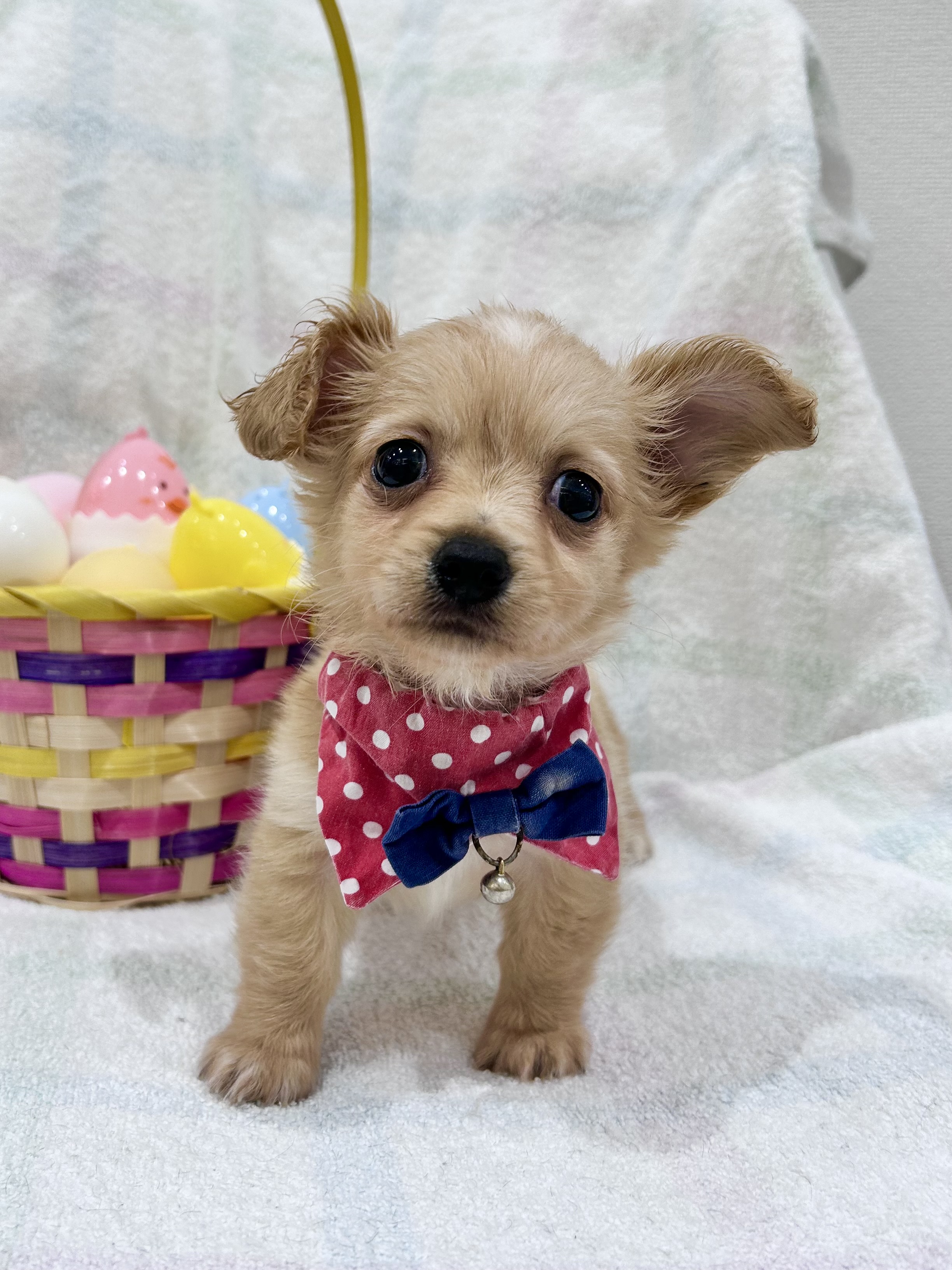 埼玉県のチワックス(チワワ×ダックス) (センチュリーペット武蔵狭山店/2026年2月4日生まれ/男の子/その他色)の子犬