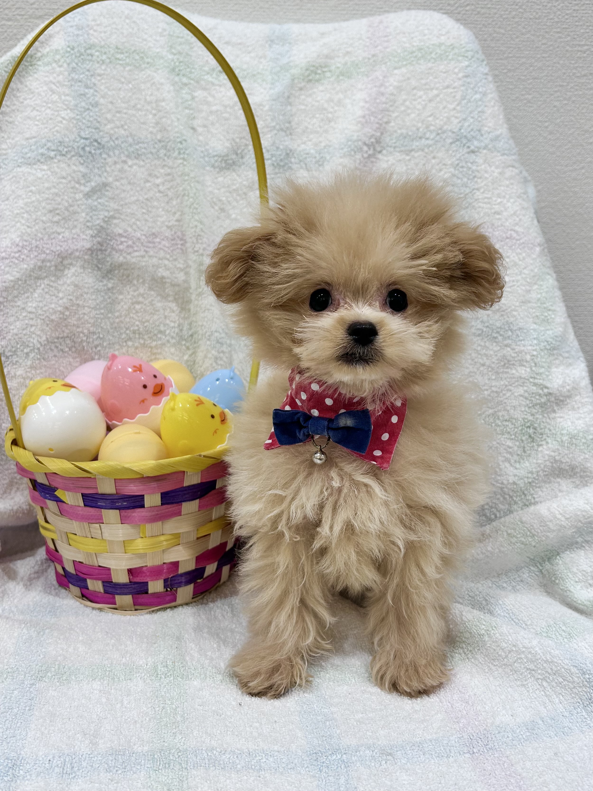 埼玉県のポメプー(ポメラニアン×プードル) (センチュリーペット武蔵狭山店/2026年1月15日生まれ/男の子/その他色)の子犬の1枚目の画像