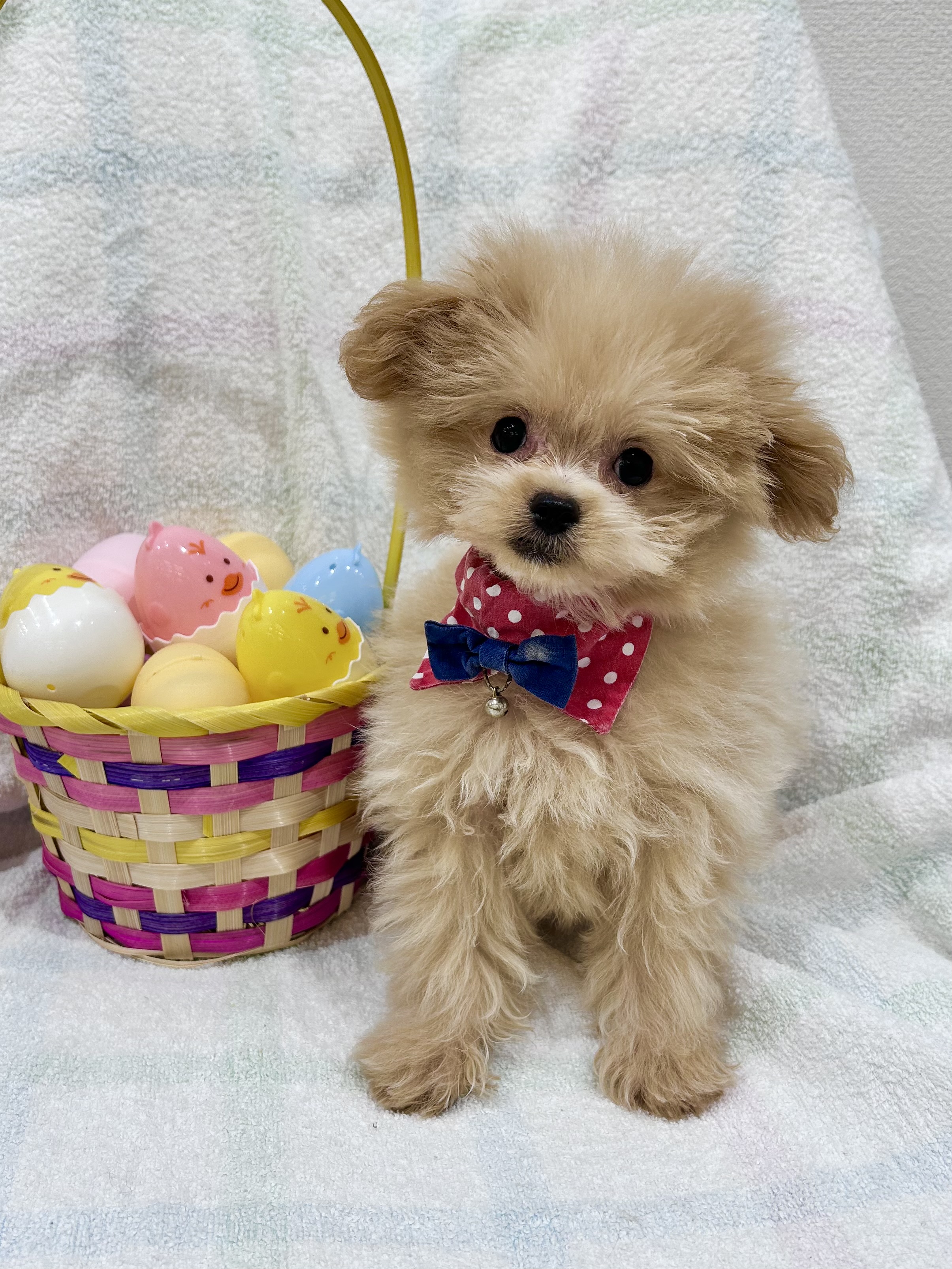 埼玉県のポメプー(ポメラニアン×プードル) (センチュリーペット武蔵狭山店/2026年1月15日生まれ/男の子/その他色)の子犬の2枚目の画像