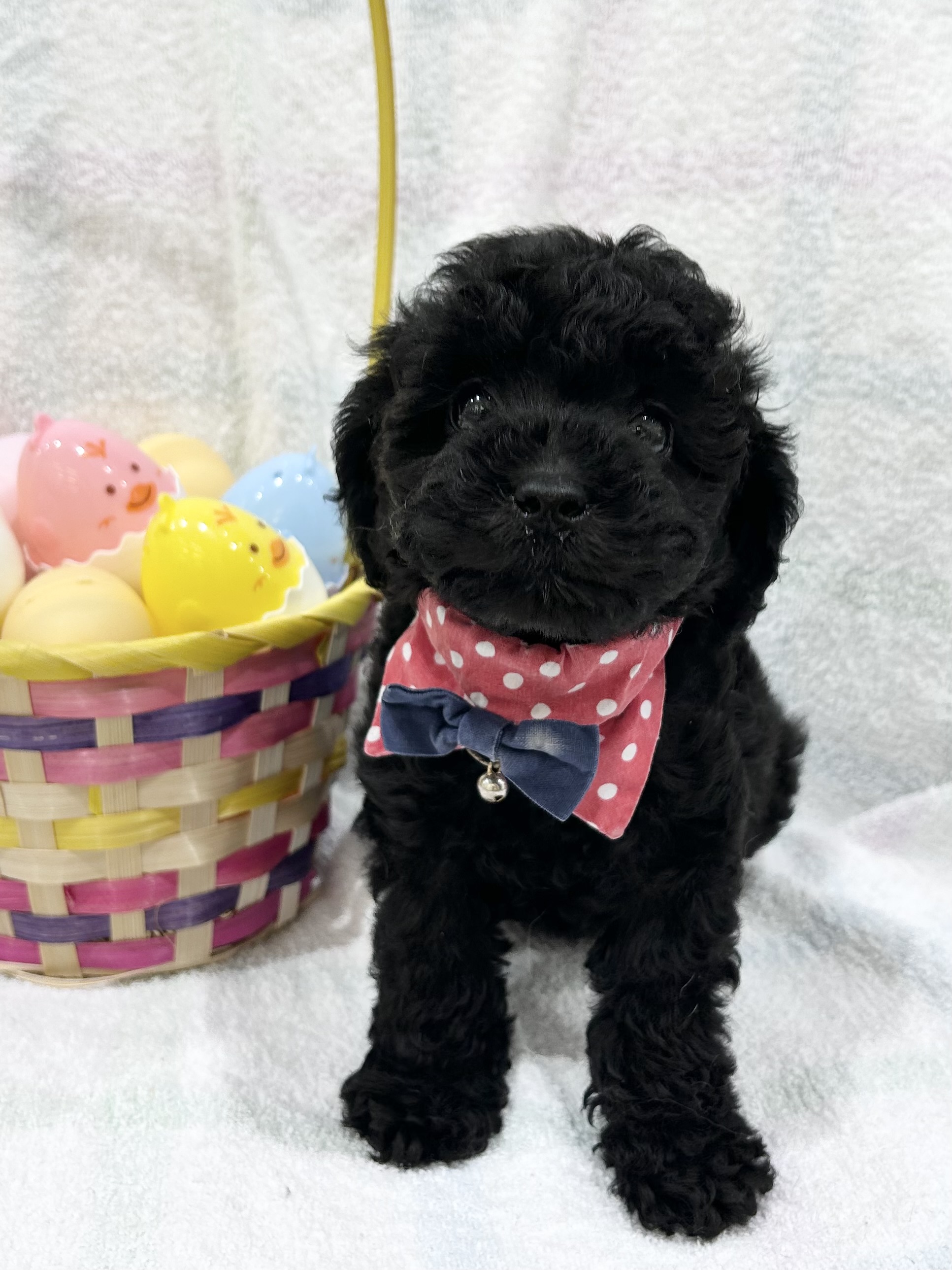 埼玉県のトイプードル(トイ) (センチュリーペット武蔵狭山店/2026年2月5日生まれ/女の子/ブラック)の子犬の1枚目の画像