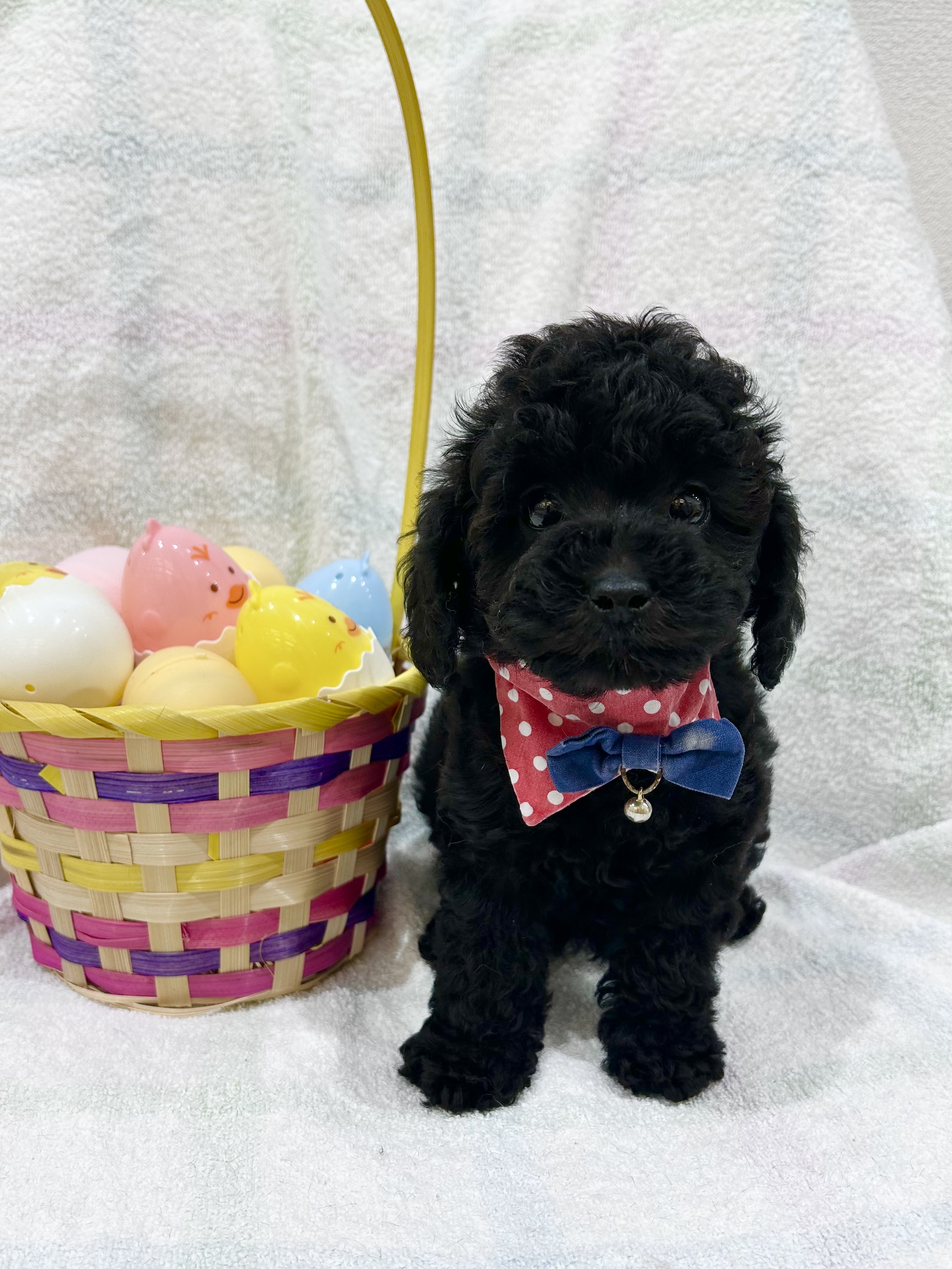 埼玉県のトイプードル(トイ) (センチュリーペット武蔵狭山店/2026年2月5日生まれ/女の子/ブラック)の子犬の2枚目の画像