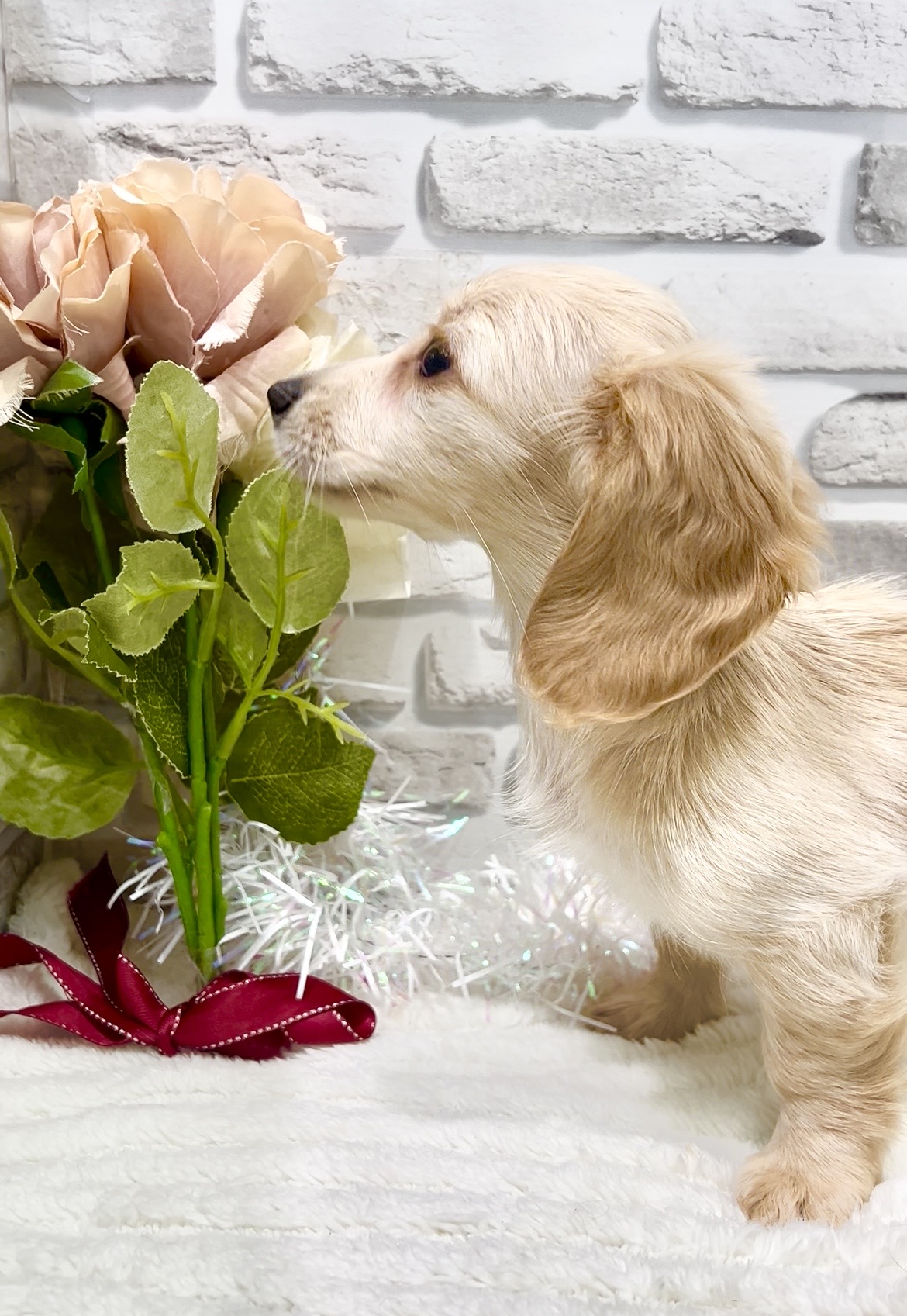 東京都のミニチュアダックスフンド(ロング) (センチュリーペット瑞江店/2026年1月29日生まれ/女の子/イエロー)の子犬の2枚目の画像
