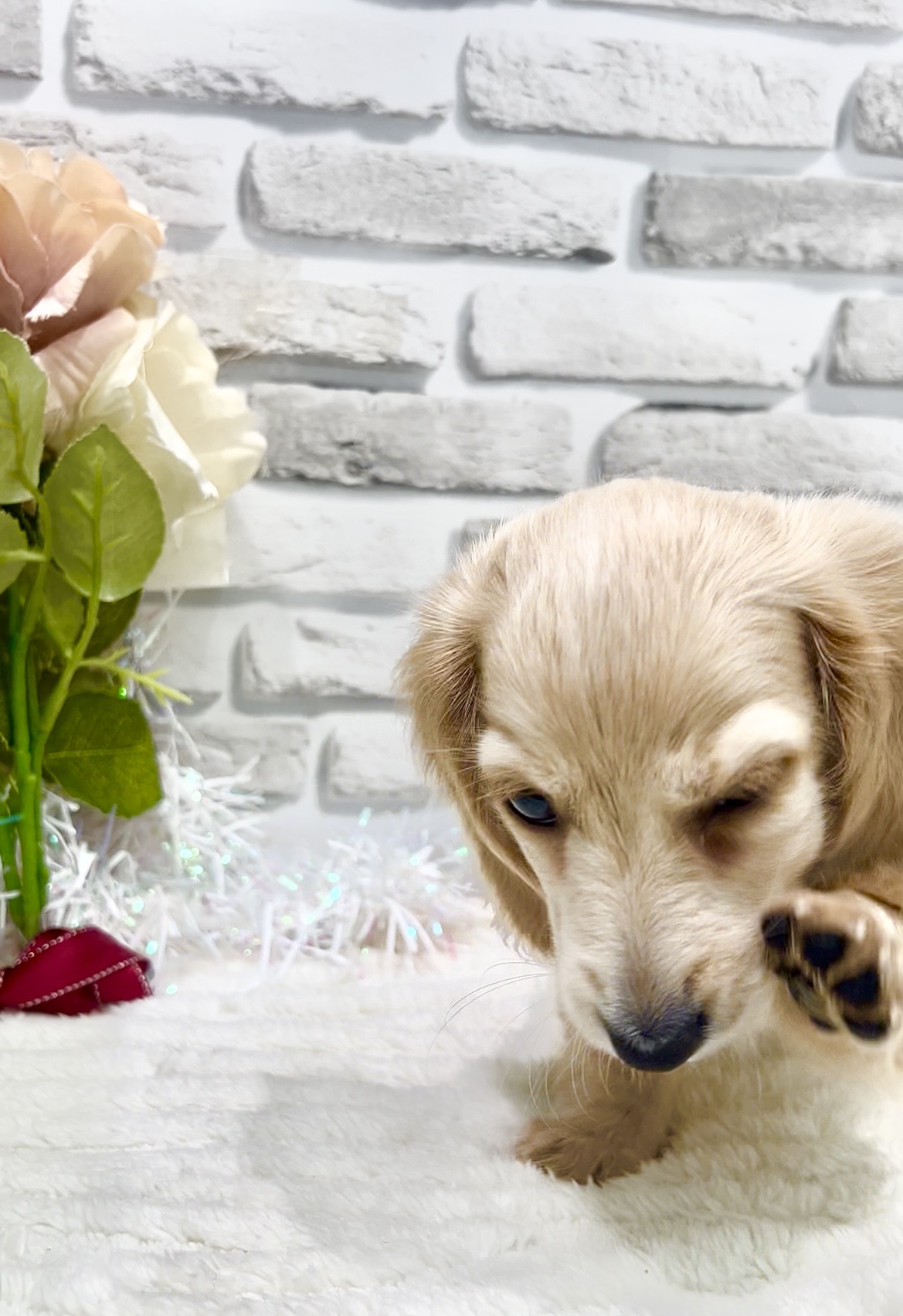 東京都のミニチュアダックスフンド(ロング) (センチュリーペット瑞江店/2026年1月29日生まれ/女の子/イエロー)の子犬の3枚目の画像