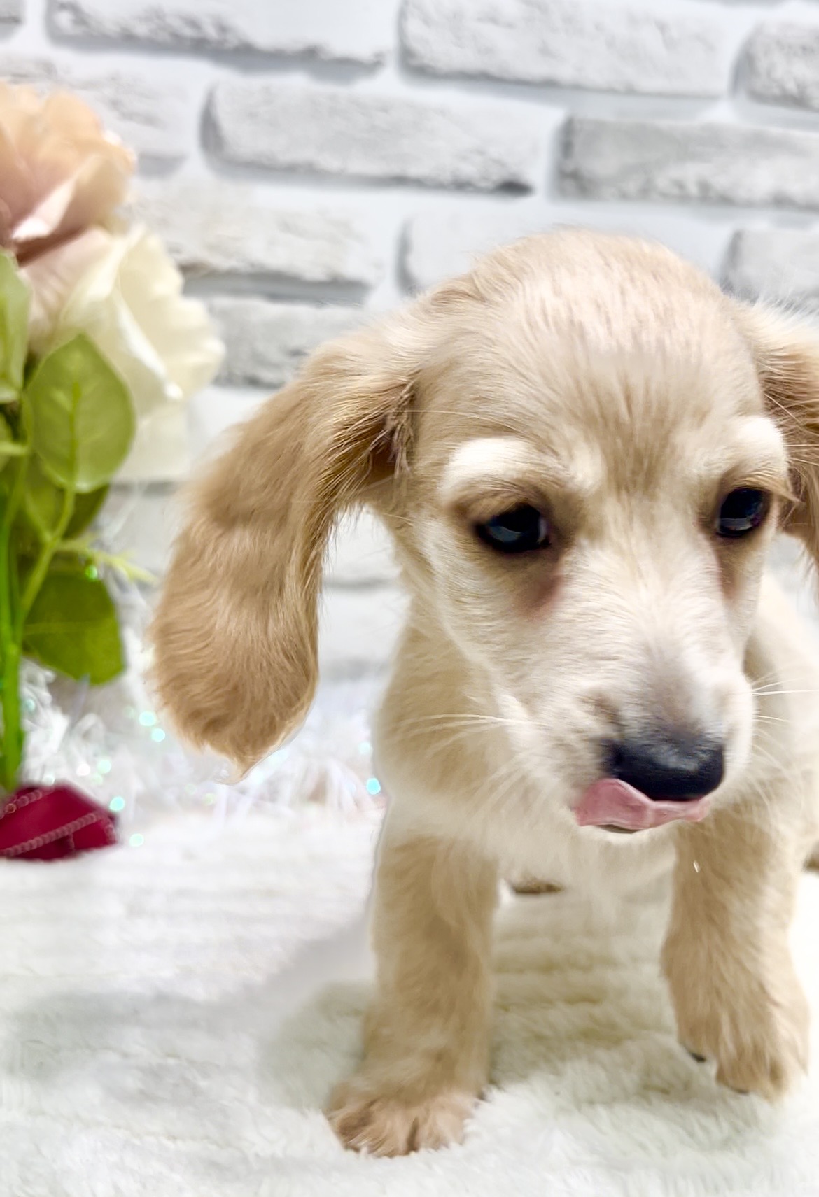 東京都のミニチュアダックスフンド(ロング) (センチュリーペット瑞江店/2026年1月29日生まれ/女の子/イエロー)の子犬の4枚目の画像