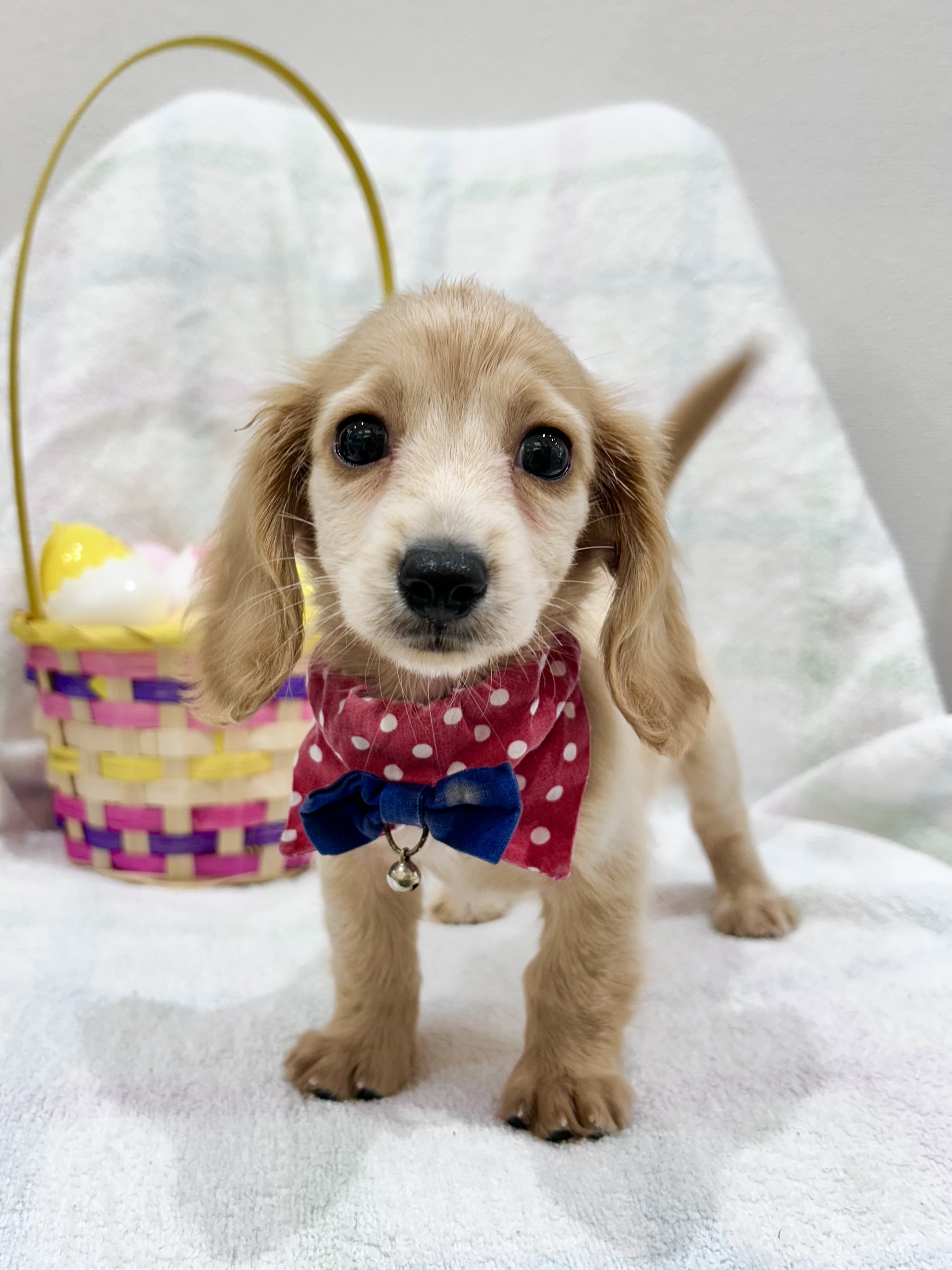 埼玉県のミニチュアダックスフンド(ロング) (センチュリーペット武蔵狭山店/2026年1月29日生まれ/女の子/イエロー)の子犬