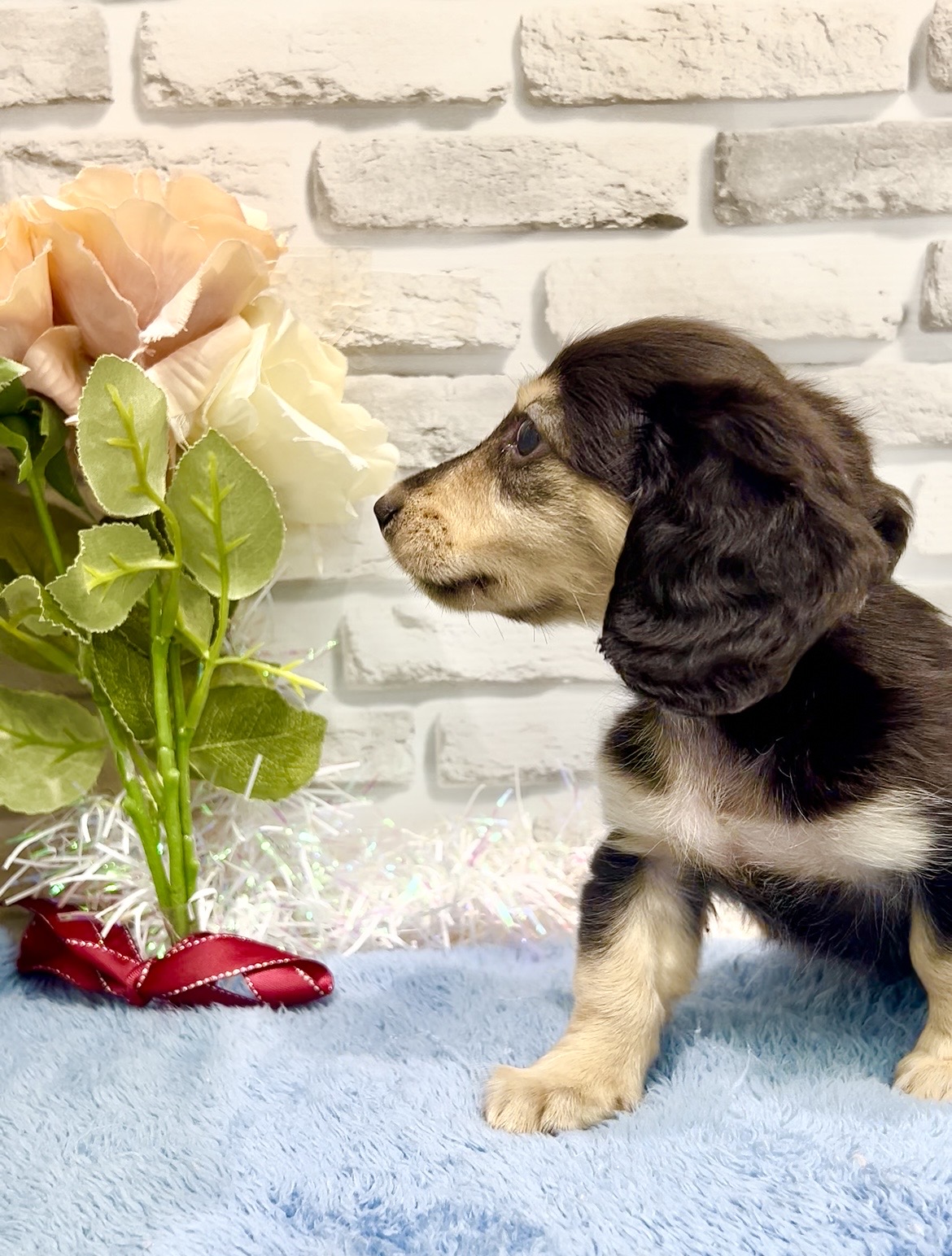 東京都のミニチュアダックスフンド(ロング) (センチュリーペット瑞江店/2026年2月1日生まれ/男の子/ブラックタン)の子犬の2枚目の画像