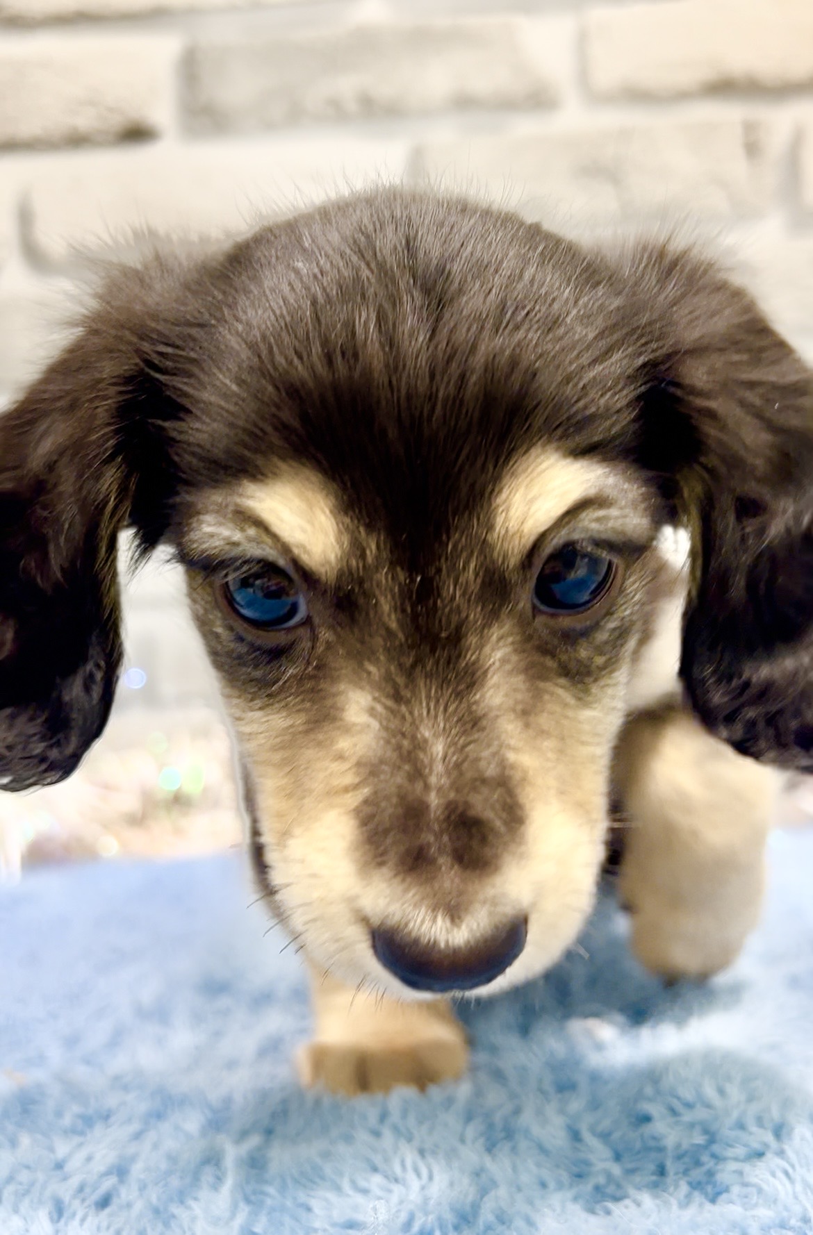 東京都のミニチュアダックスフンド(ロング) (センチュリーペット瑞江店/2026年2月1日生まれ/男の子/ブラックタン)の子犬の3枚目の画像