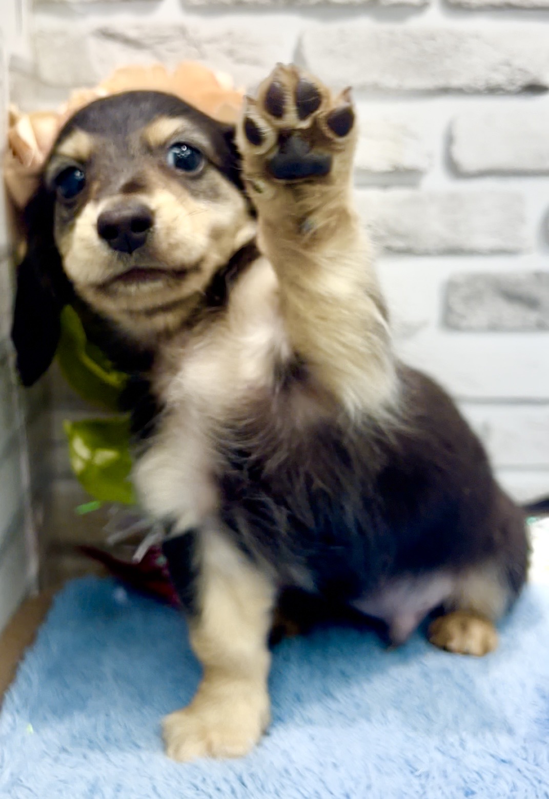 東京都のミニチュアダックスフンド(ロング) (センチュリーペット瑞江店/2026年2月1日生まれ/男の子/ブラックタン)の子犬の4枚目の画像