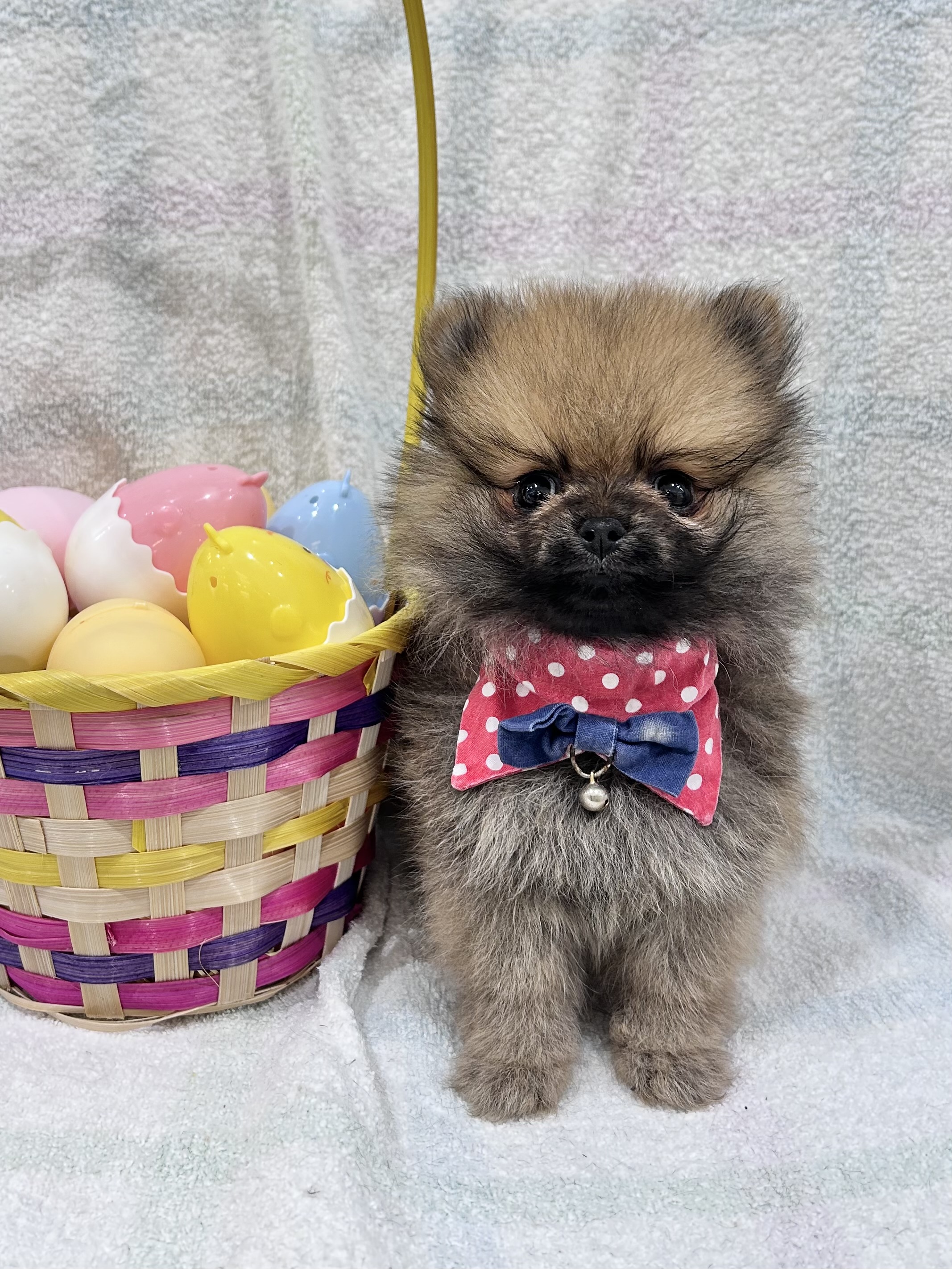 千葉県のポメラニアン (センチュリーペット新浦安店/2026年2月2日生まれ/男の子/オレンジセーブル)の子犬の1枚目の画像