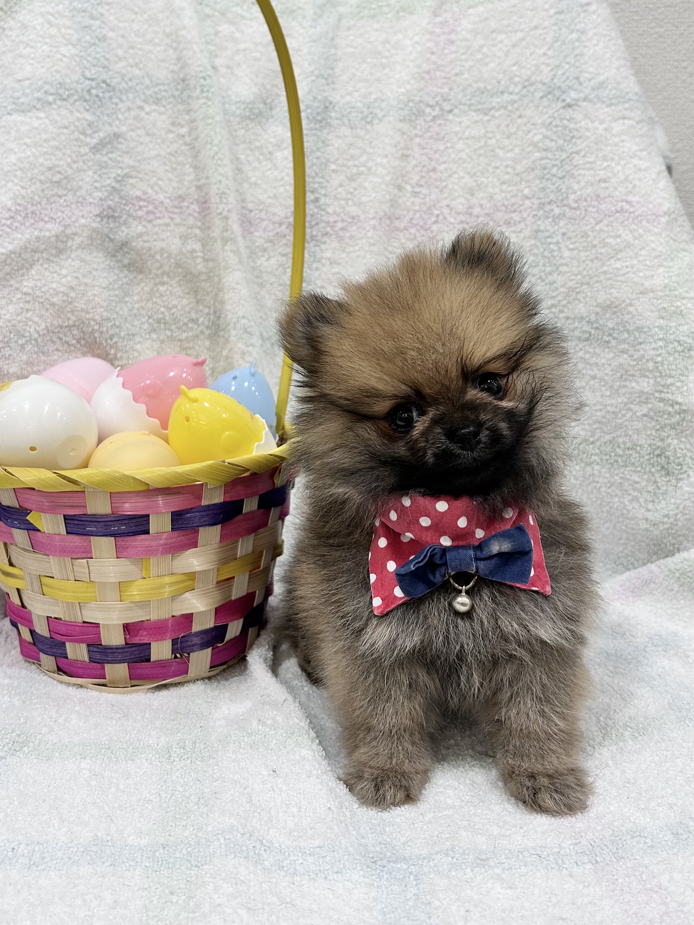 千葉県のポメラニアン (センチュリーペット新浦安店/2026年2月2日生まれ/男の子/オレンジセーブル)の子犬の2枚目の画像